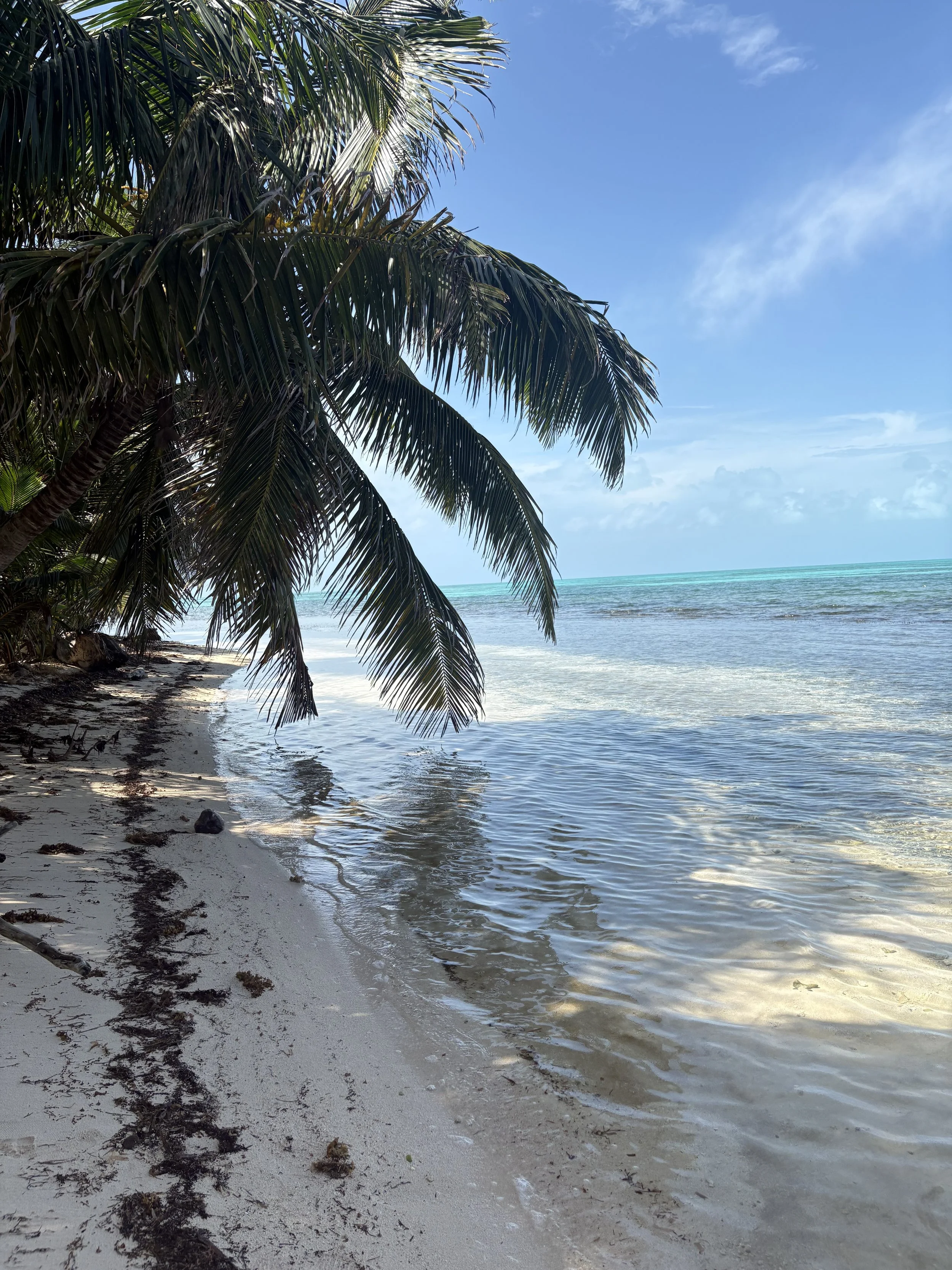 A tropical beach scene with palm trees overhanging the sandy shore, clear blue water, and a bright sky with some clouds.