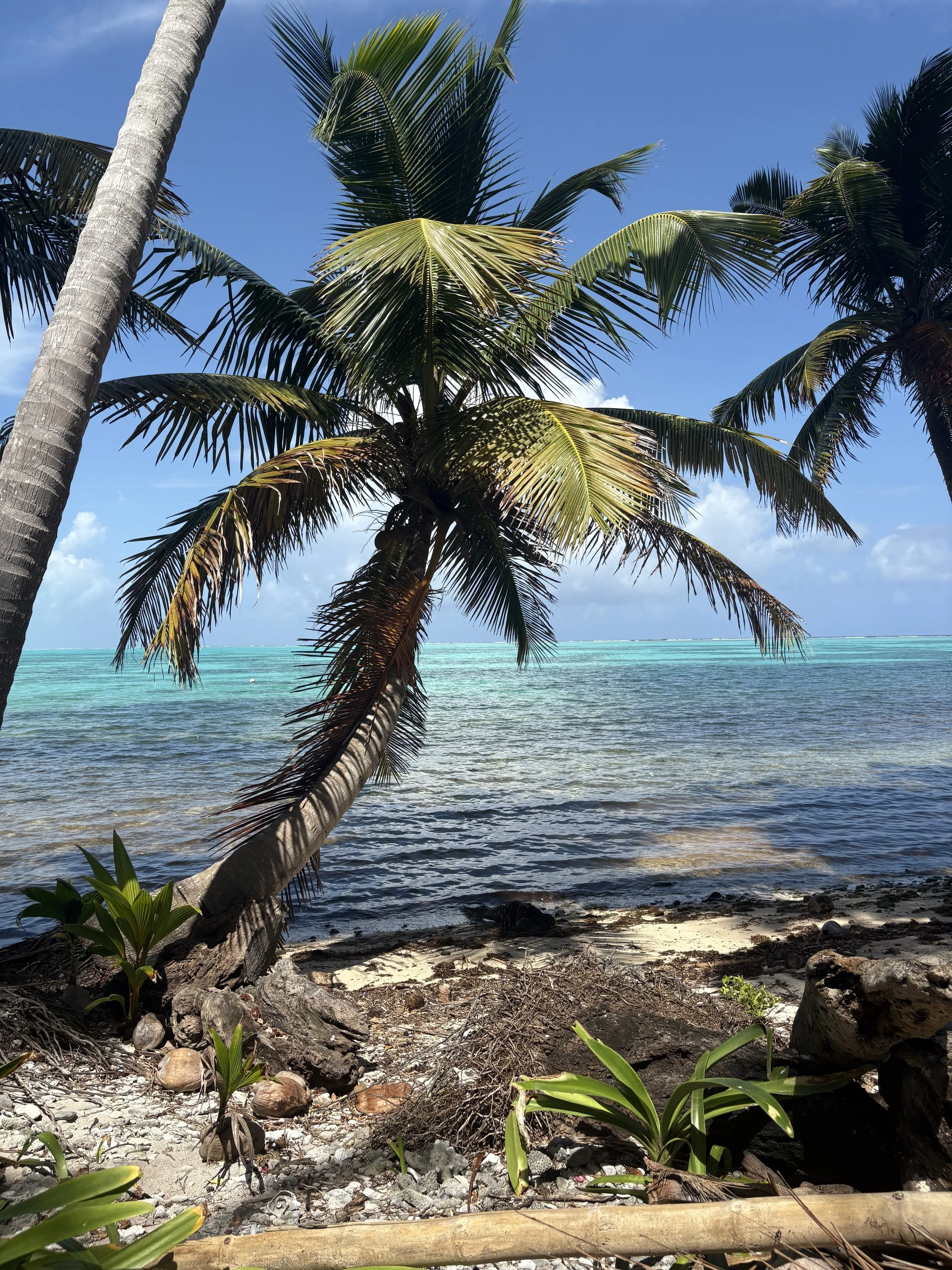 View of a tropical beach with beach grass and rocks in the foreground, palm trees, turquoise ocean, and a blue sky with a few clouds.
