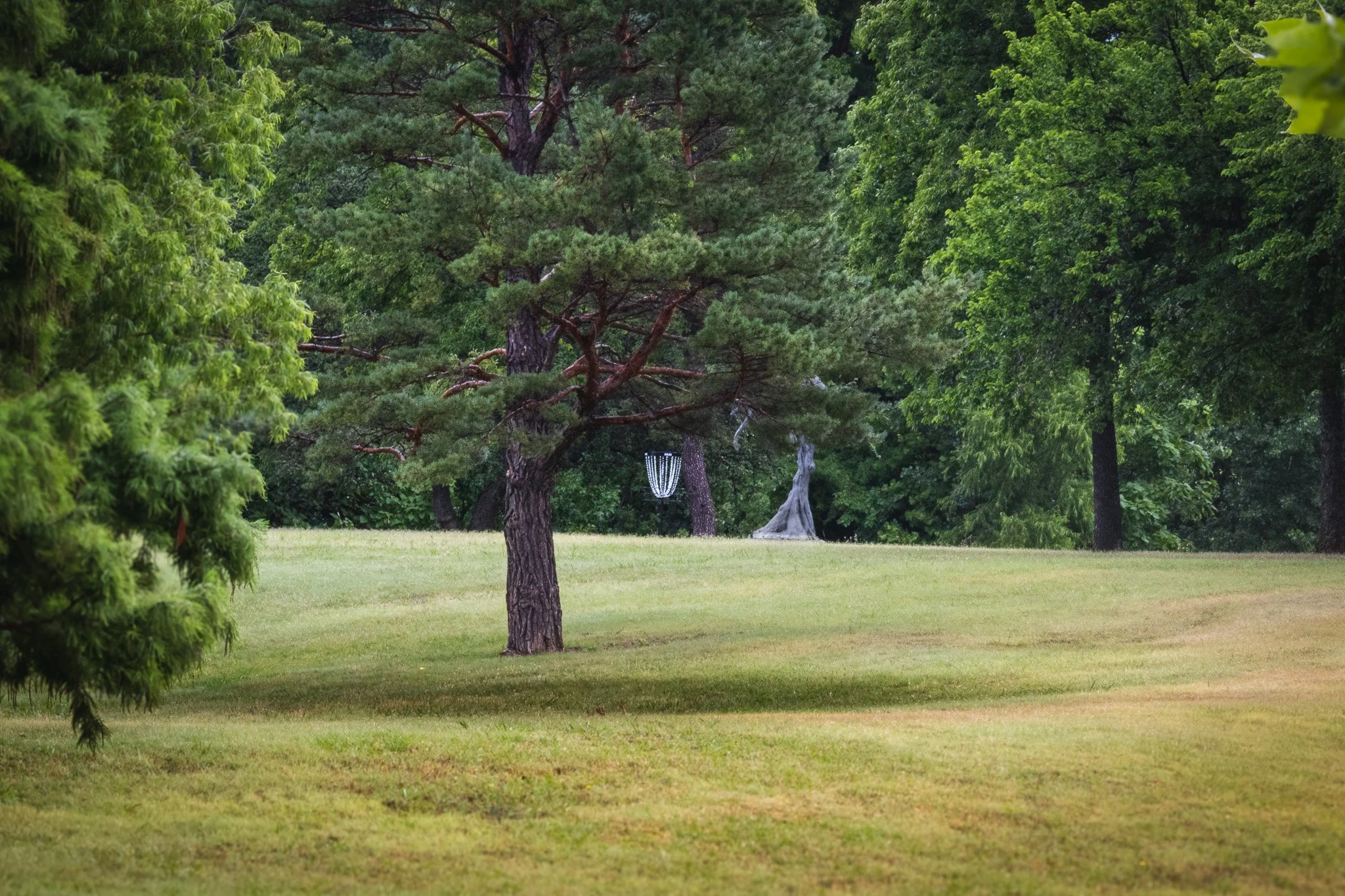 A park scene with green grass and tall trees, including a prominent pine tree in the center, and a disc golf basket hanging from a tree in the background.