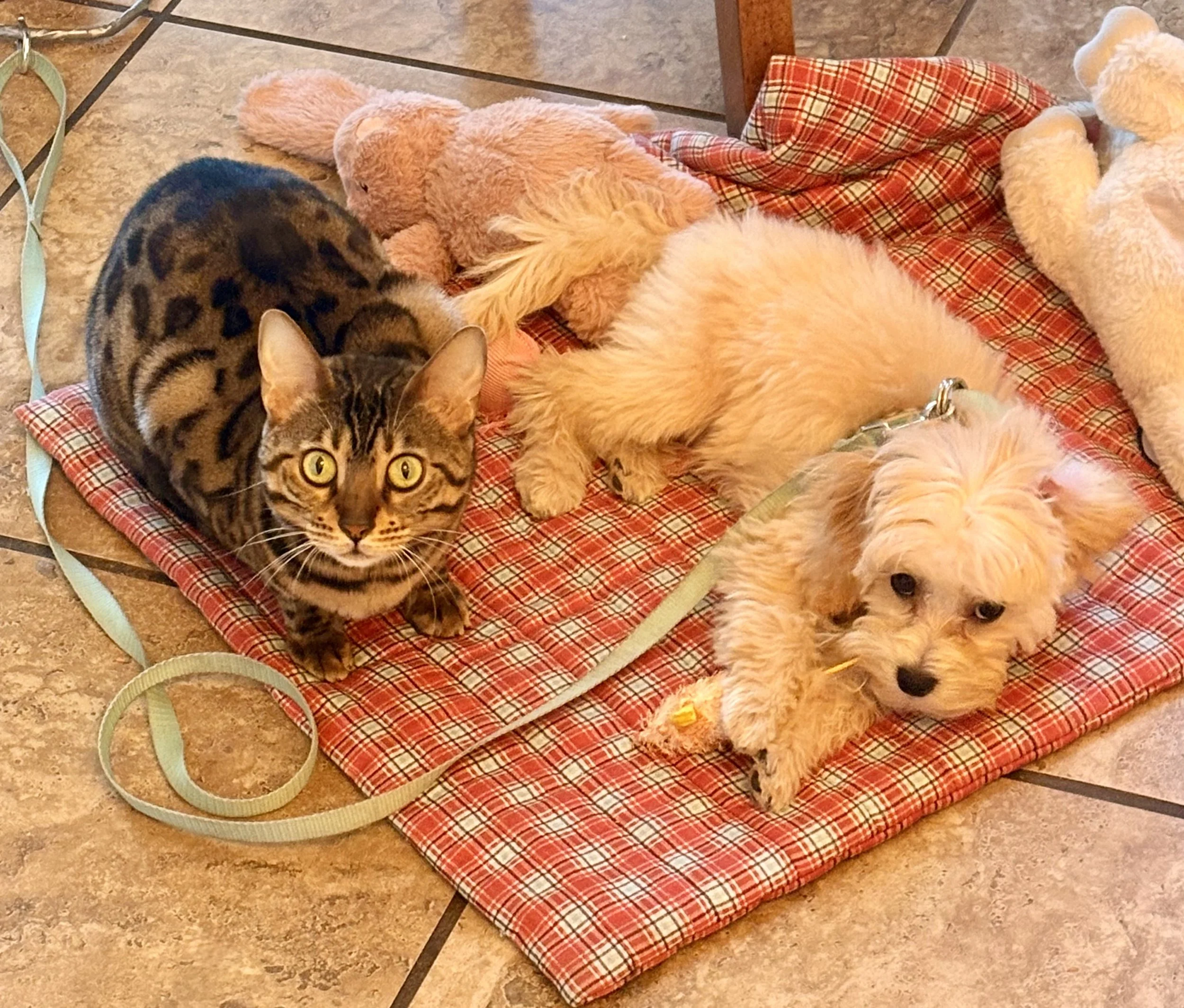 Emotion Code Session For Animals