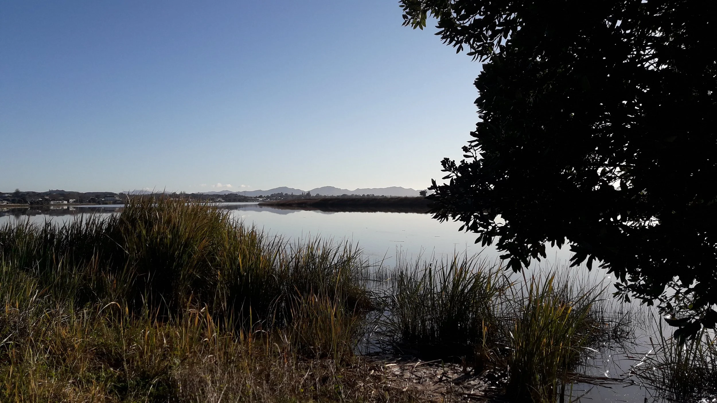 A tranquil body of water surrounded by tall grasses and a large dark tree with mountains in the background under a clear blue sky.