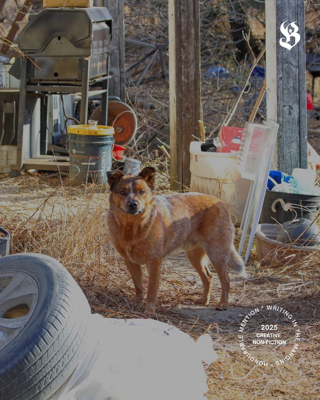 Brit Sippola&rsquo;s piece &ldquo;Dog on the Roof&rdquo; tackles longing, loss, and the complexity of loving a family member navigating their mental health.

✍️The honourable mention in the Creative non-fiction category as part of our 2025 Writing in