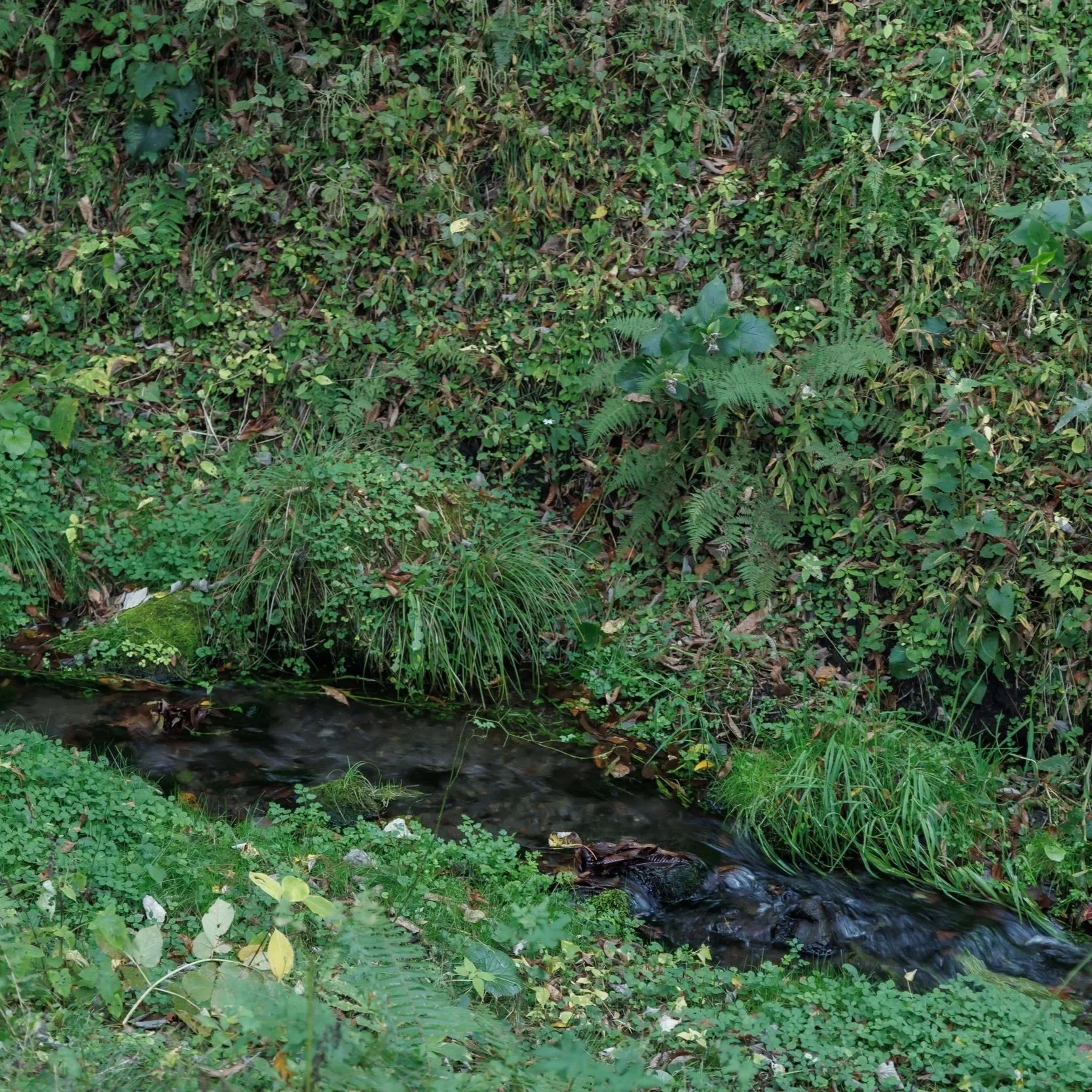 A small stream flowing through a lush green forest with various plants and leaves along the bank.