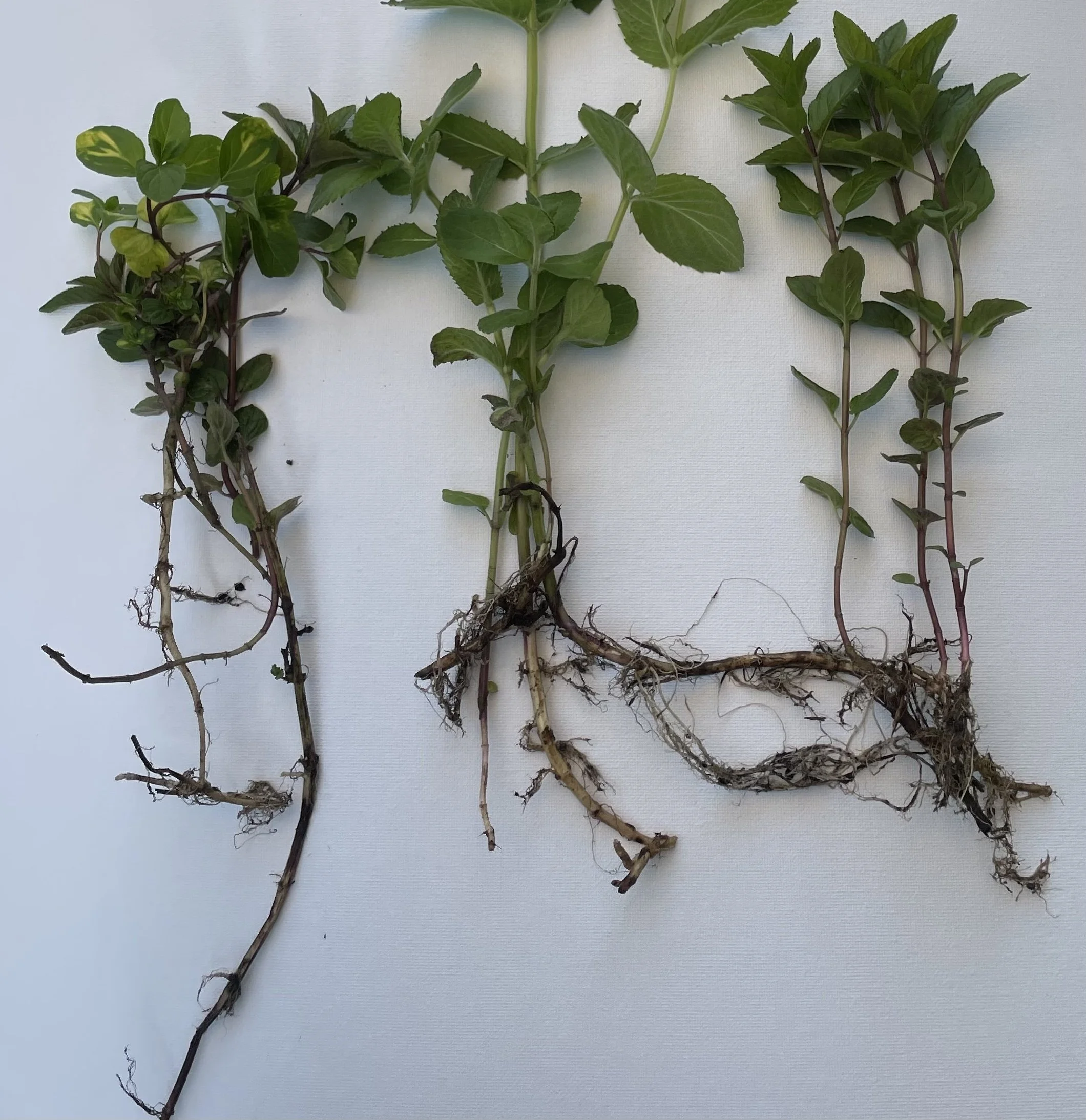 Can Mint Help Stabilize a Slope? What We've Noticed Growing on a Hillside
