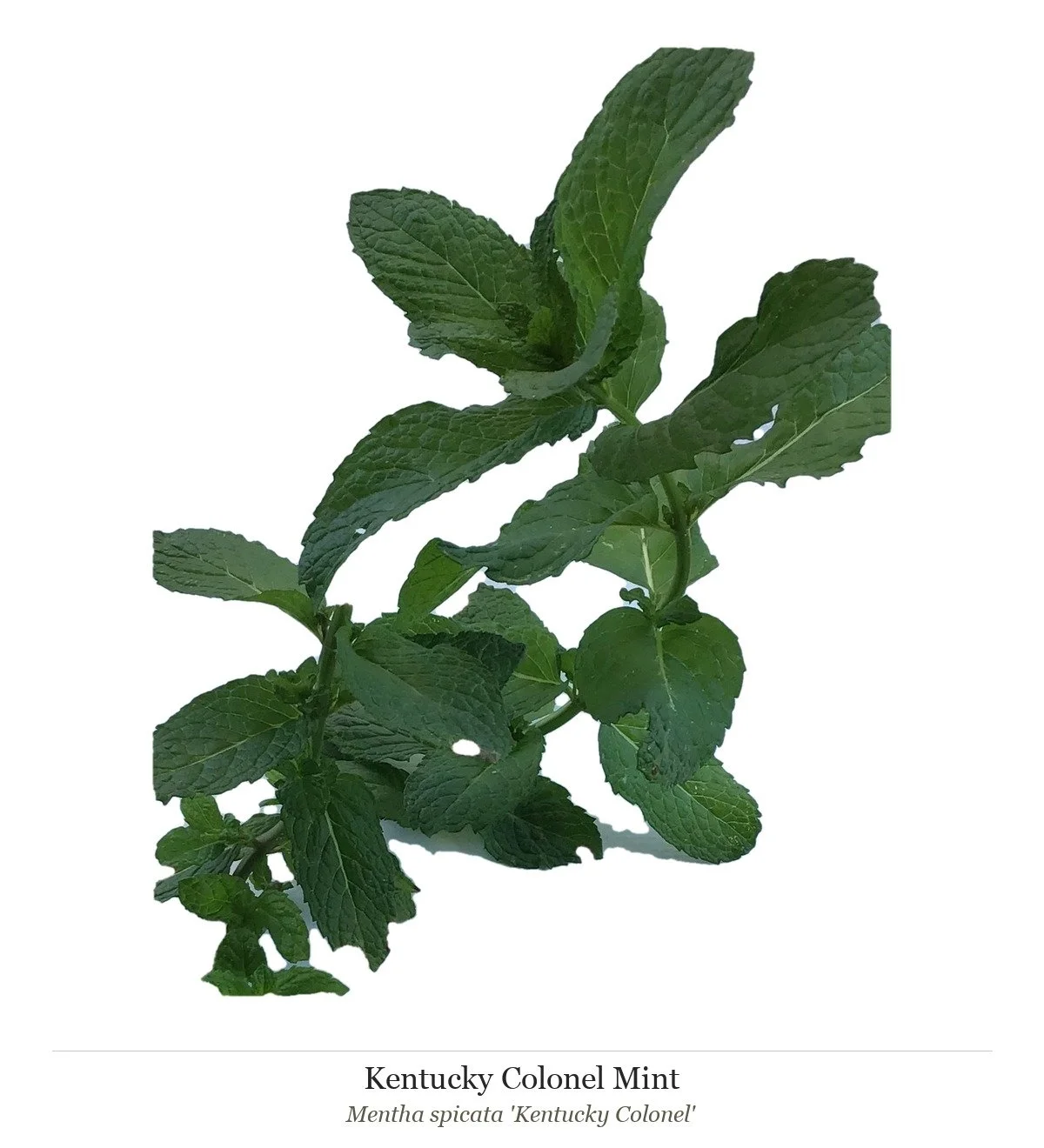 Mint Monster's Kentucky Mint live plants showing vibrant green leaves