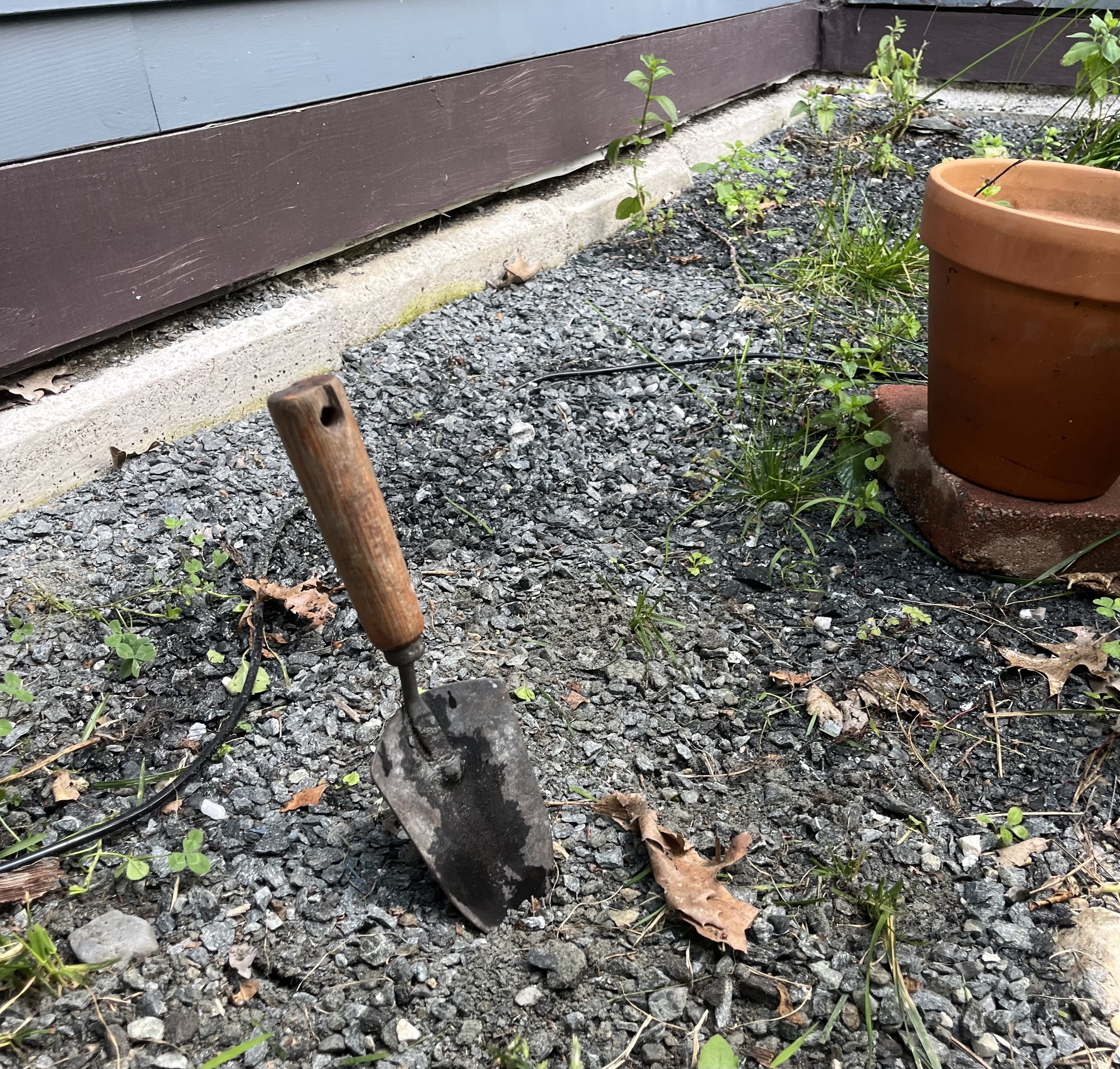 Mint Around the House: Bug and Rodent Repellent or Just a Good Garden Story?