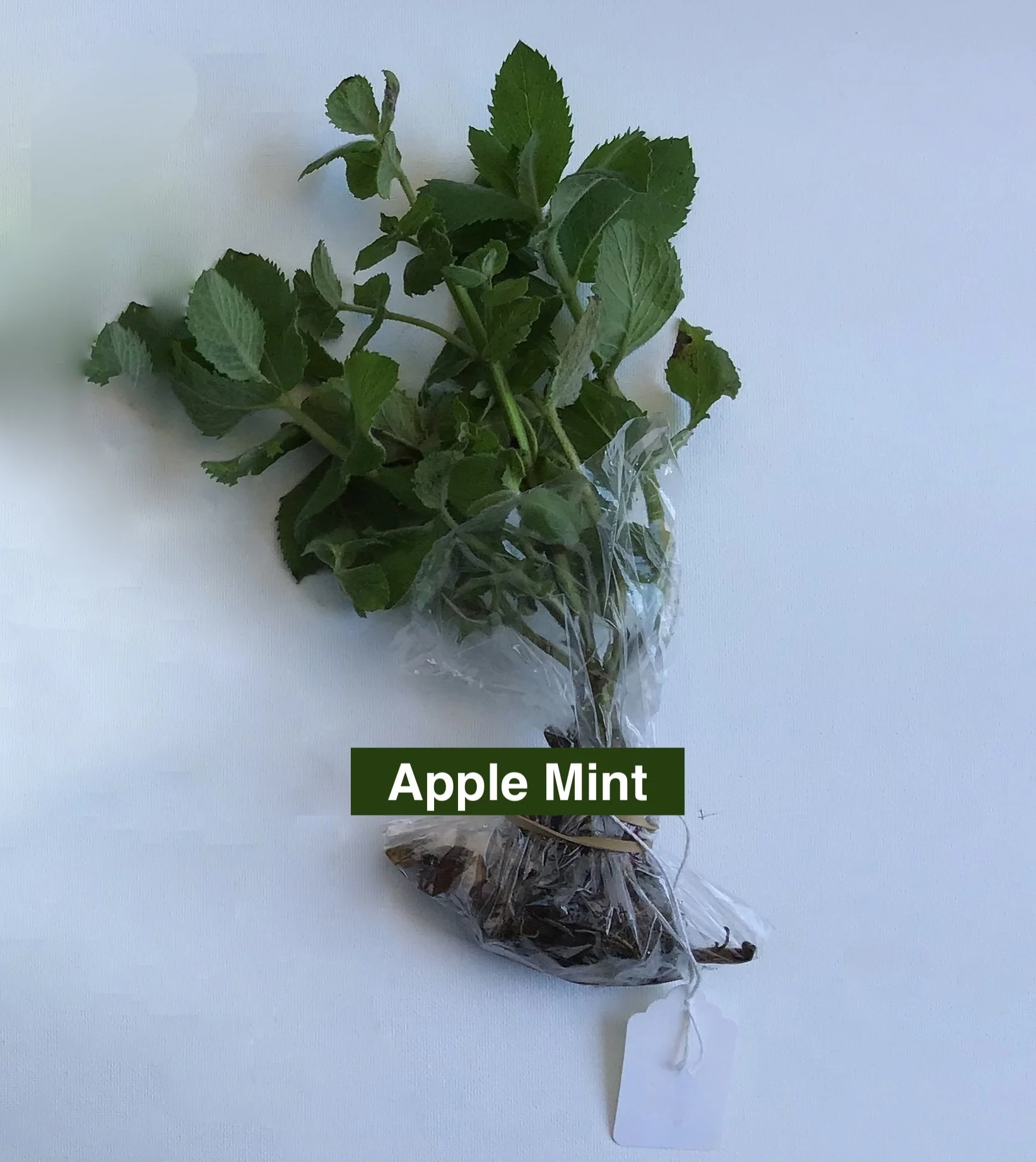apple mint with roots in a plastic bag and steps stuck up