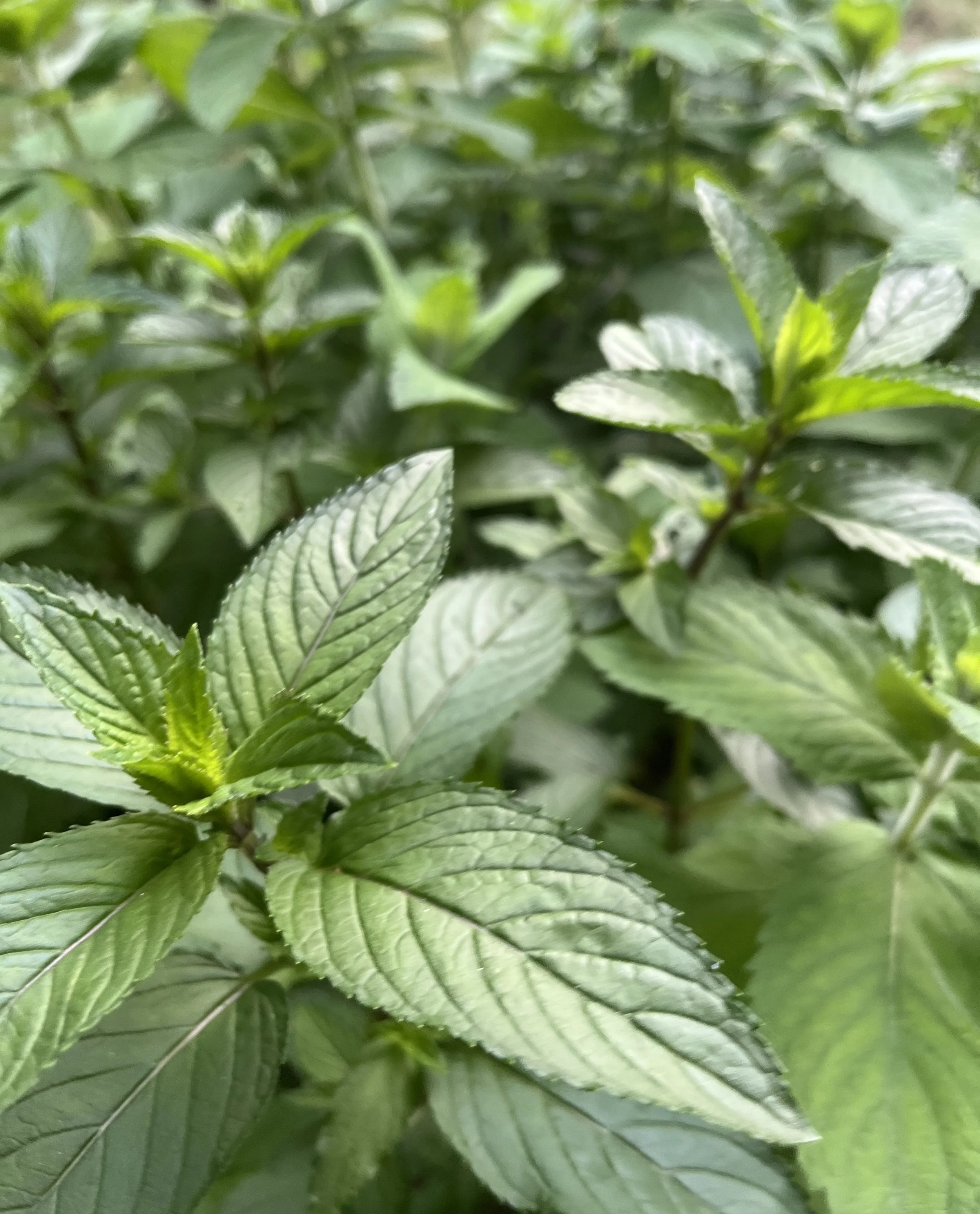 mint leaf detail showing texture and translucency.