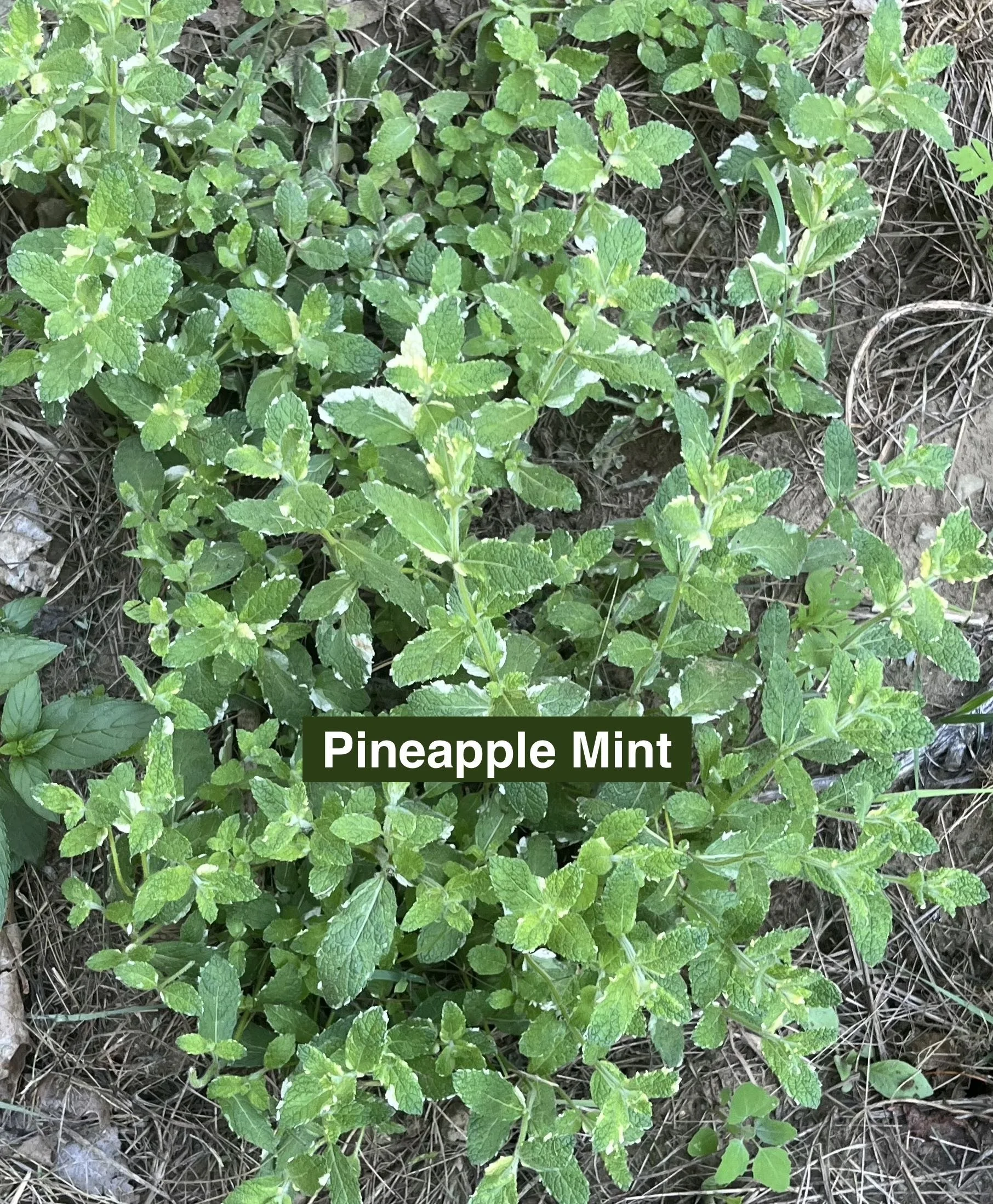close up of pineapple mint plant with green leaves and white edges on the leaves