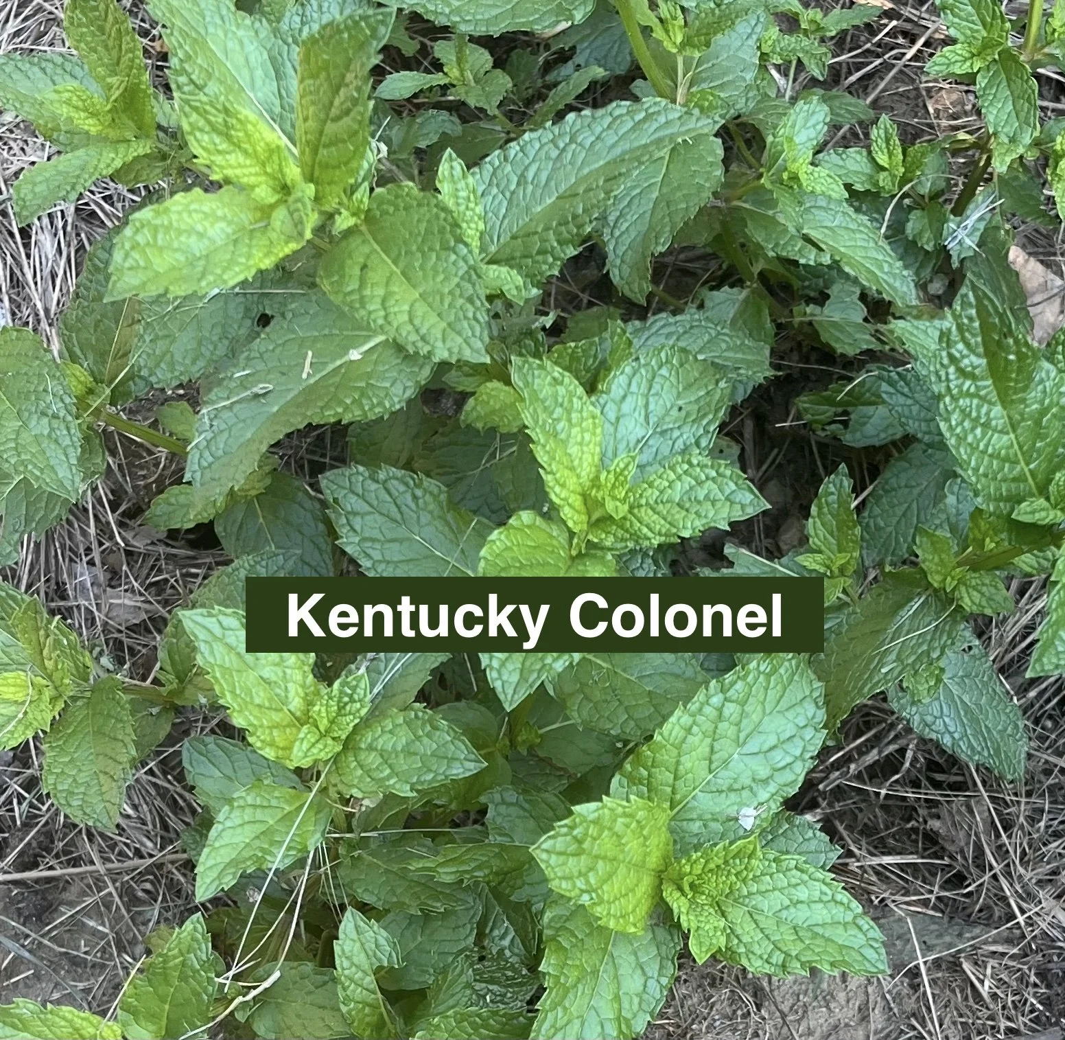 kentucky colonel mint shown close up to see the leaves which have a bumpy ruffled texture