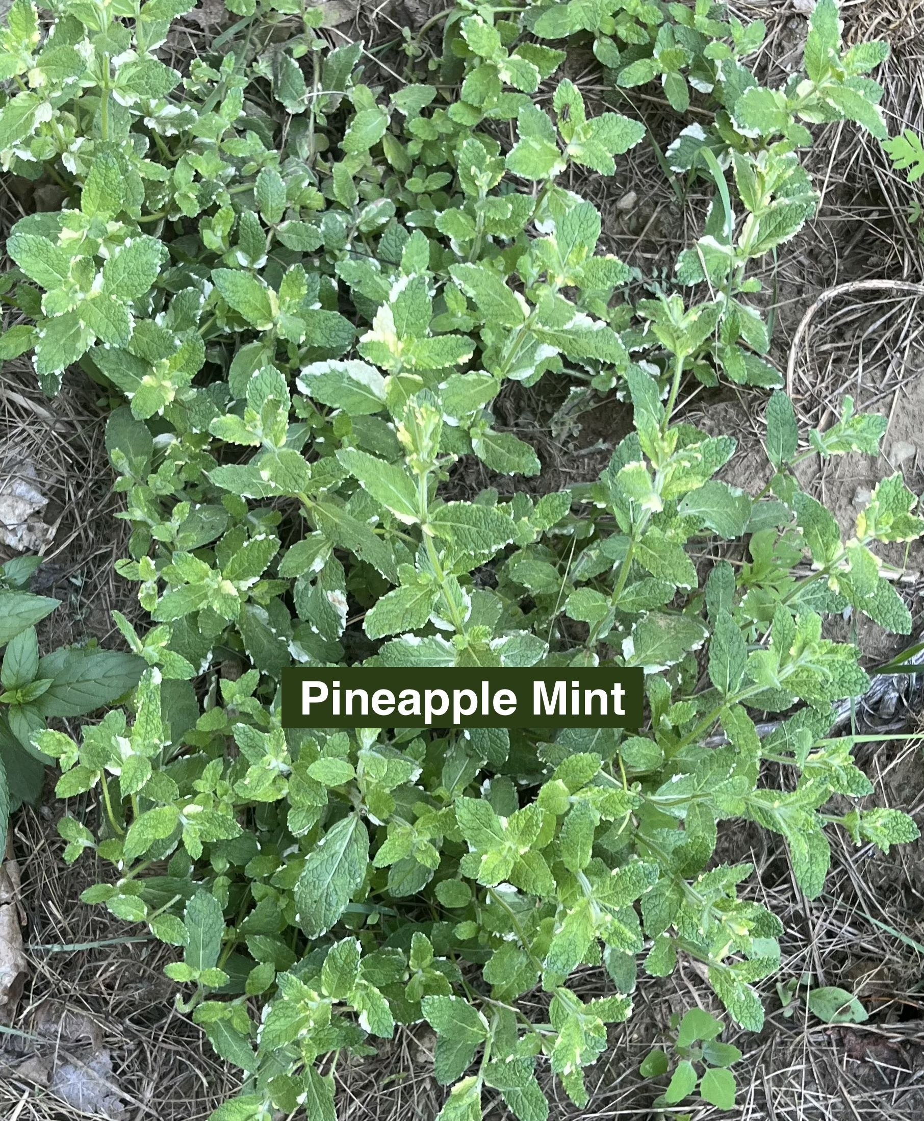 Pineapple Mint