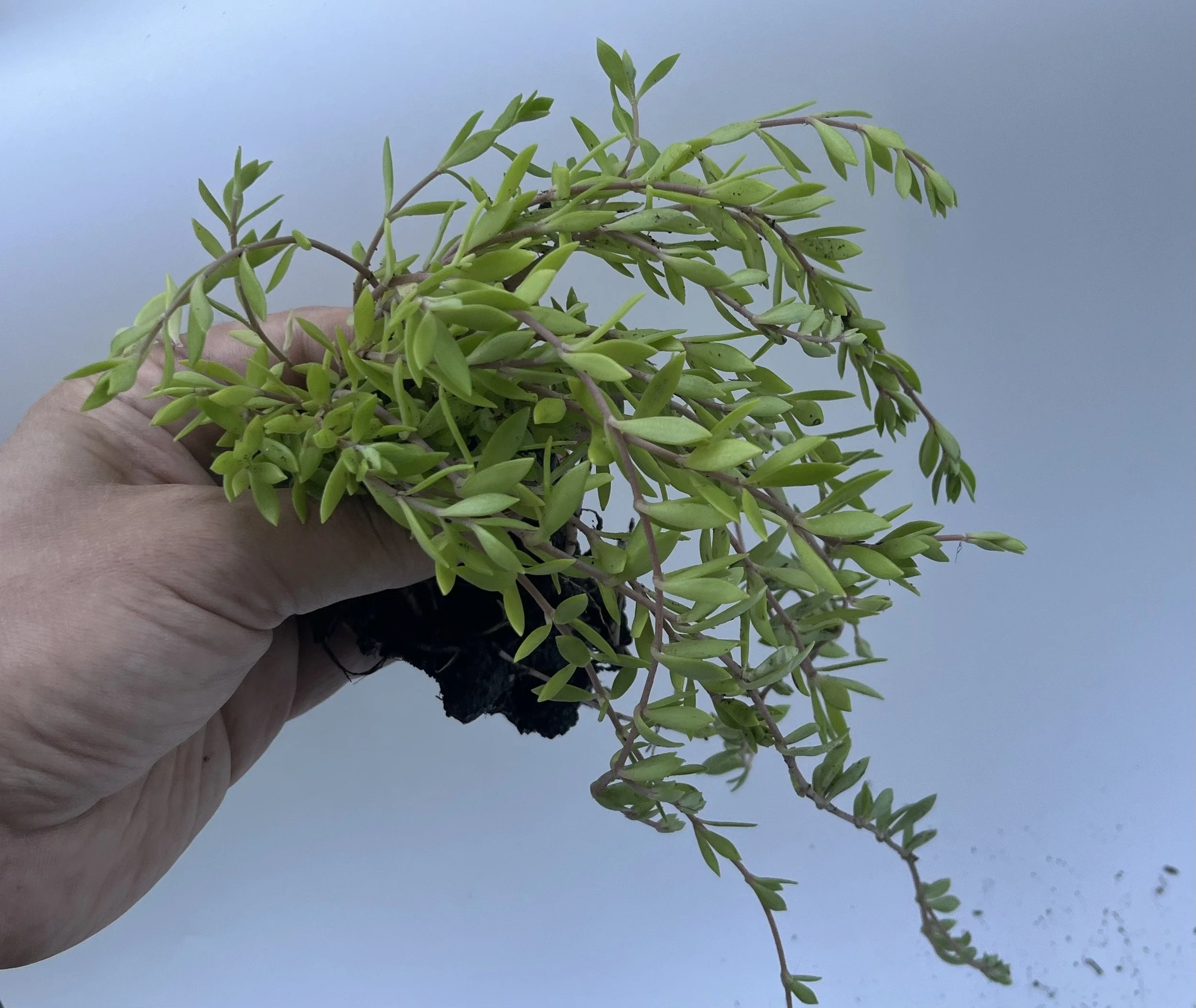stringy-stonecrop-hand-crop.jpg