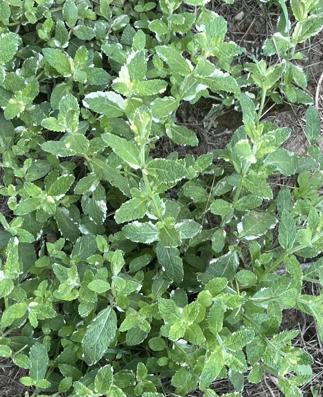 pineapple-mint-2-crop-close.jpg