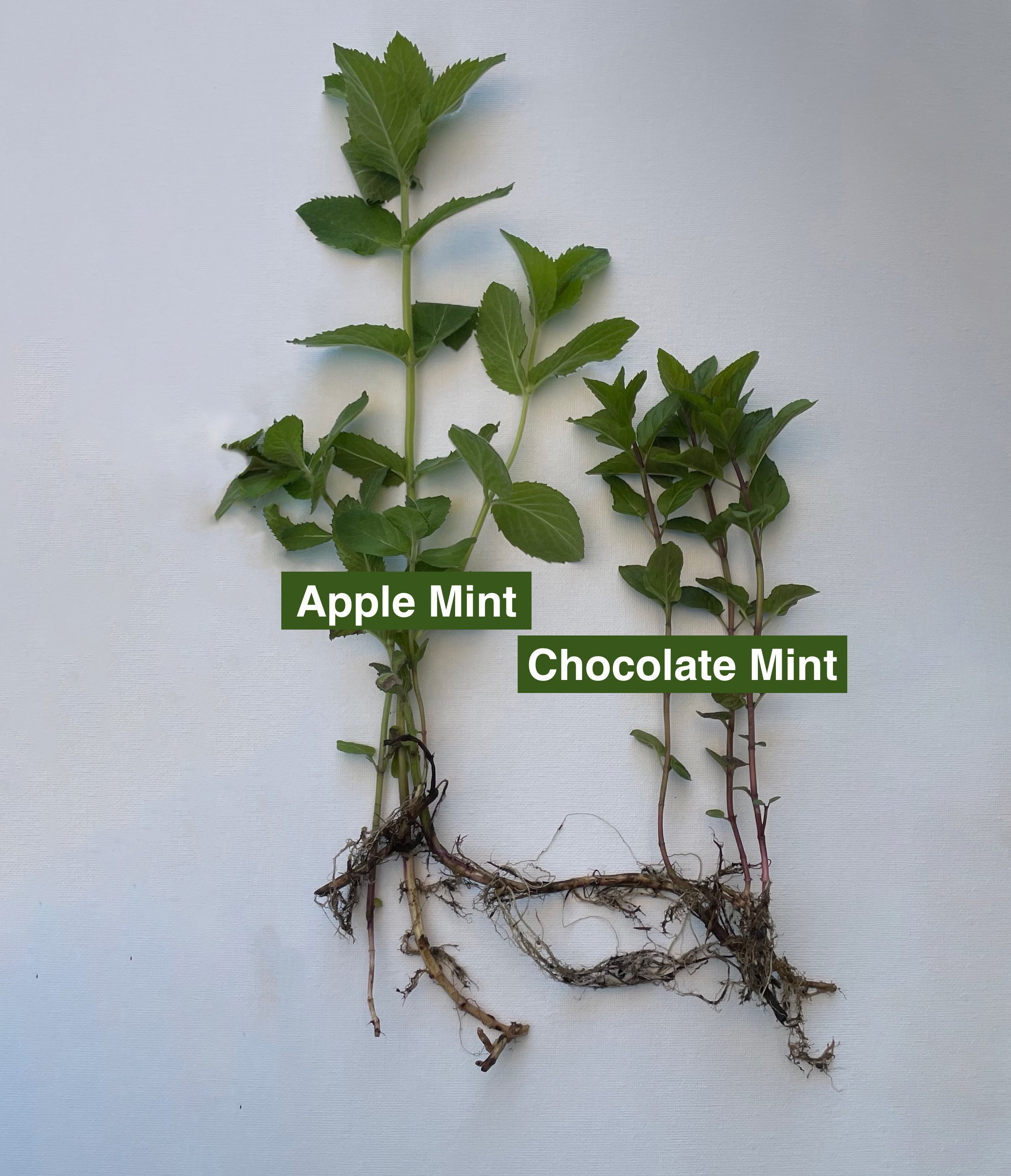 Mint Duo — Apple & Chocolate Mint  |  2-Pack