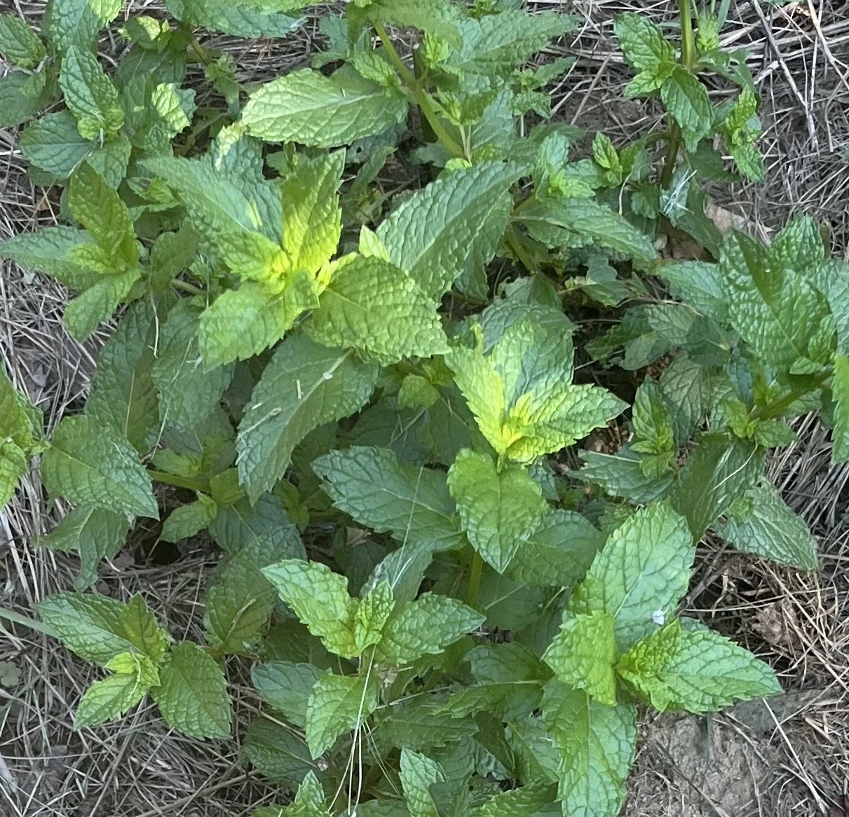 mohito mint close up