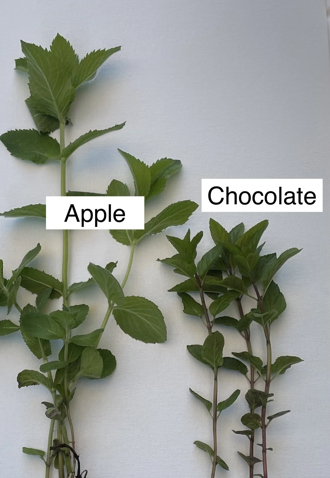 apple-chocolate-crop.jpeg