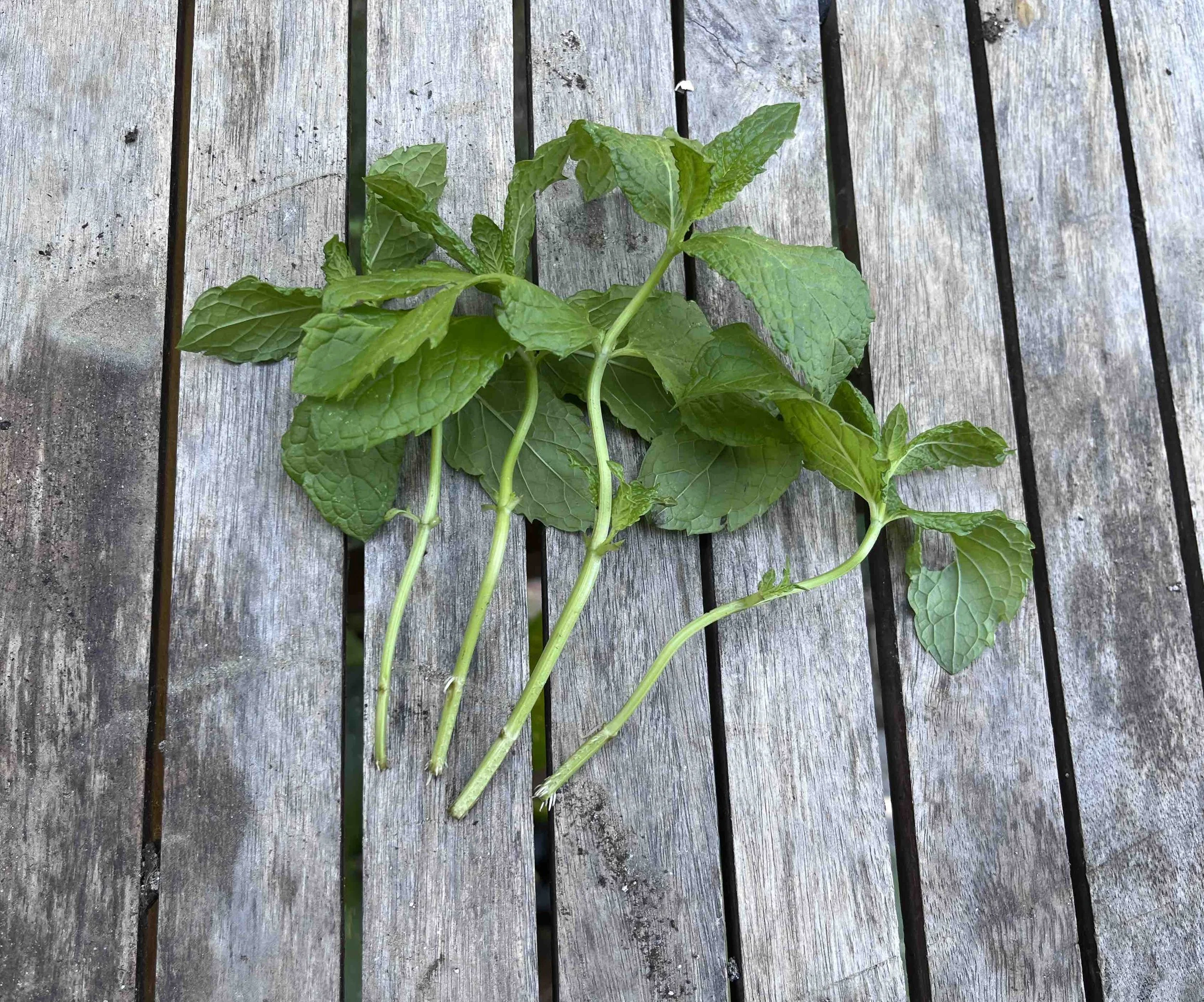 4 mint stems on a table showing small white roots extending from bottom of each stem