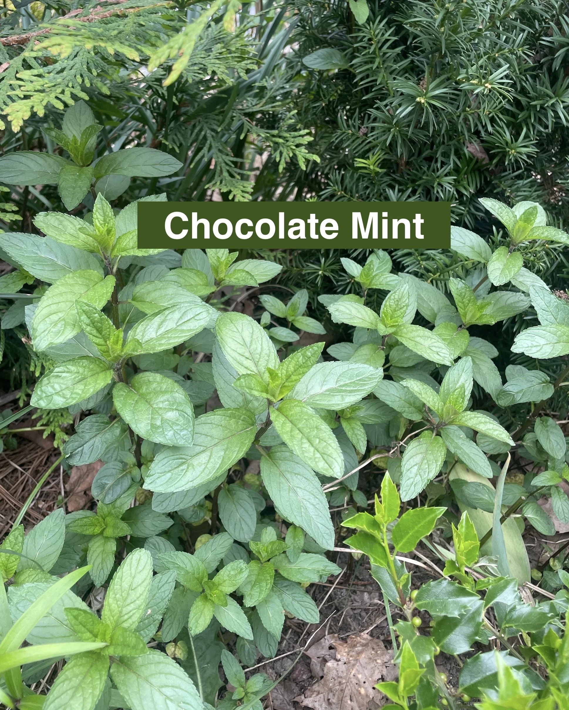 chocolate-mint with green leaves and darker purple stems