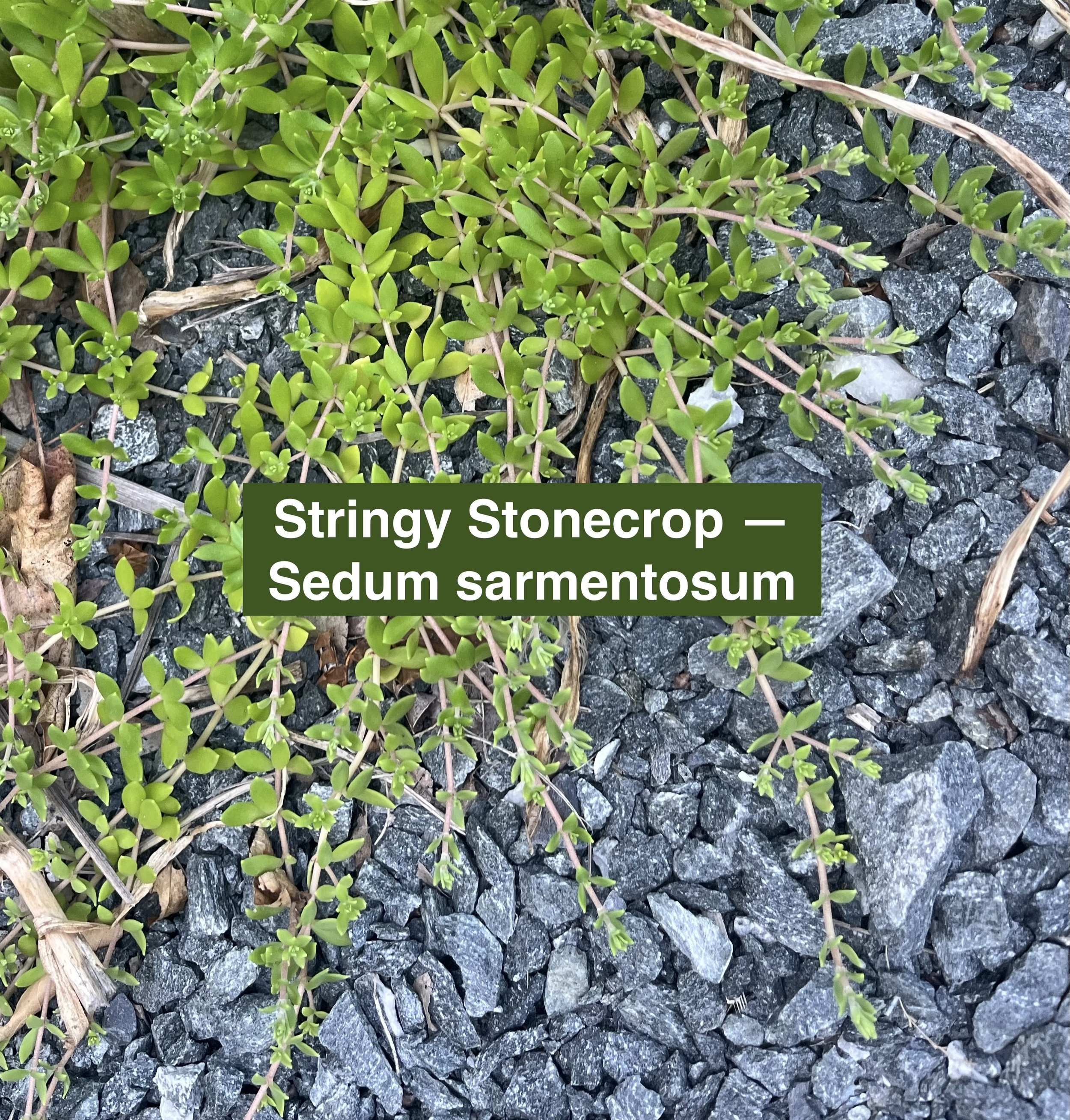 sedum-stringy-crop-label.jpg