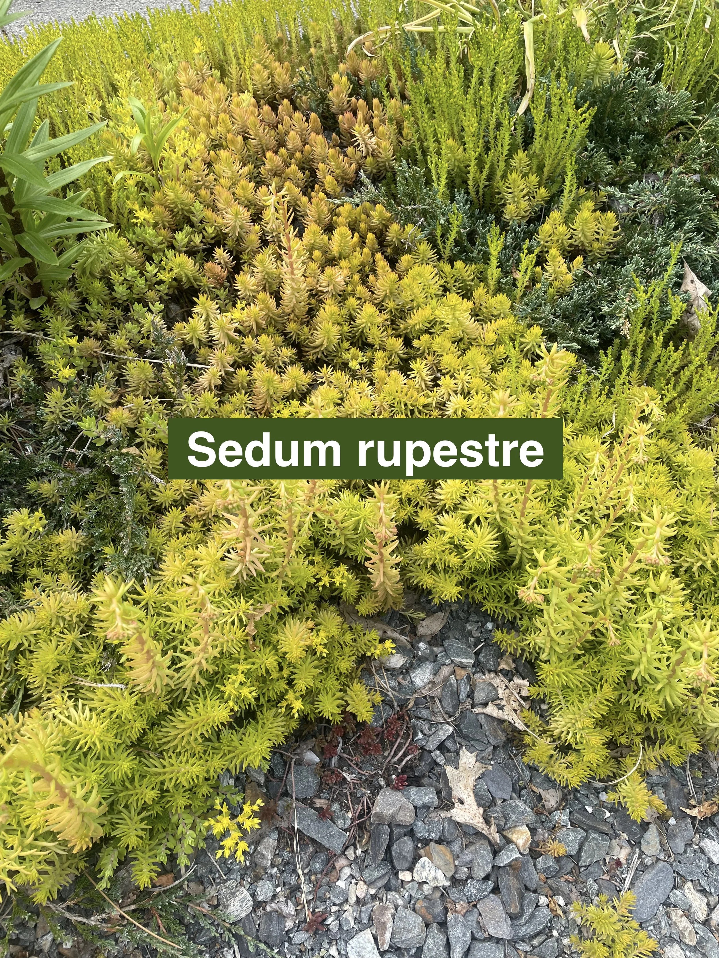 sedum-rupestre-label-2.jpeg