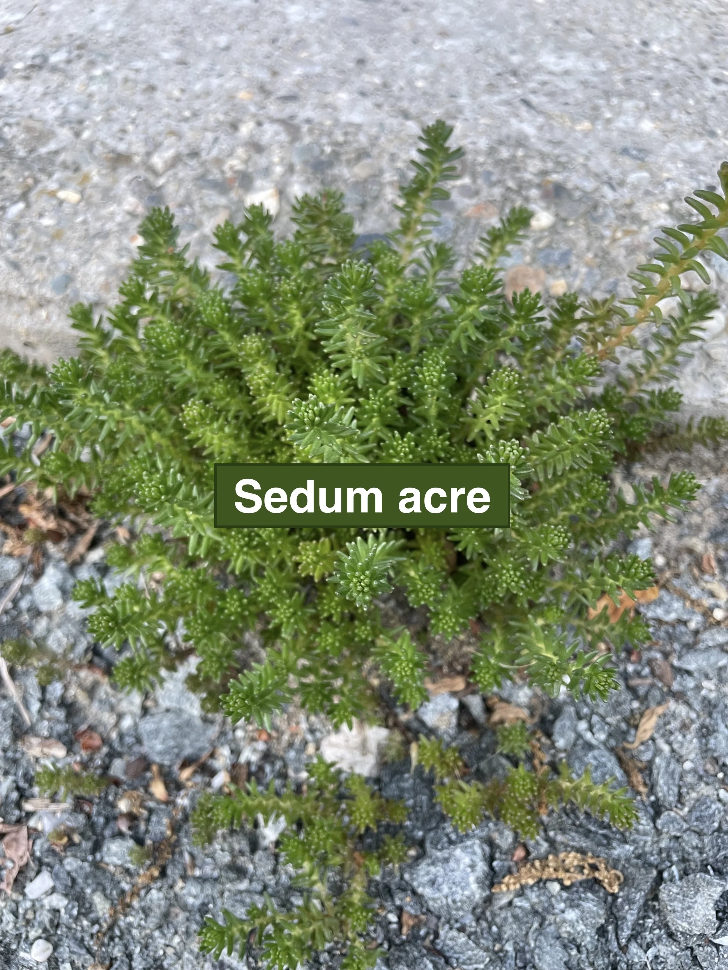 sedum-acre-label-3.jpeg