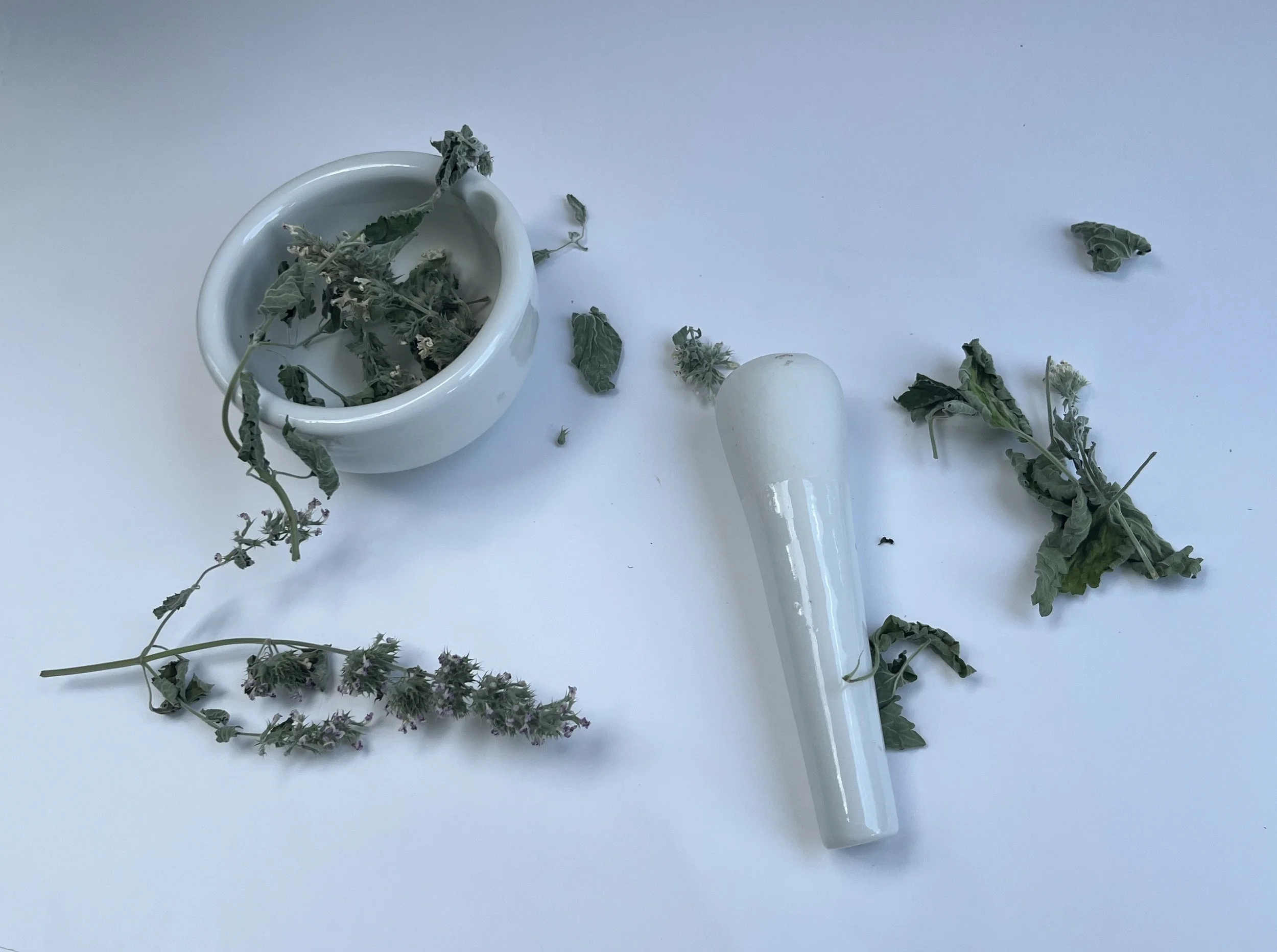 catnip-dried.jpg