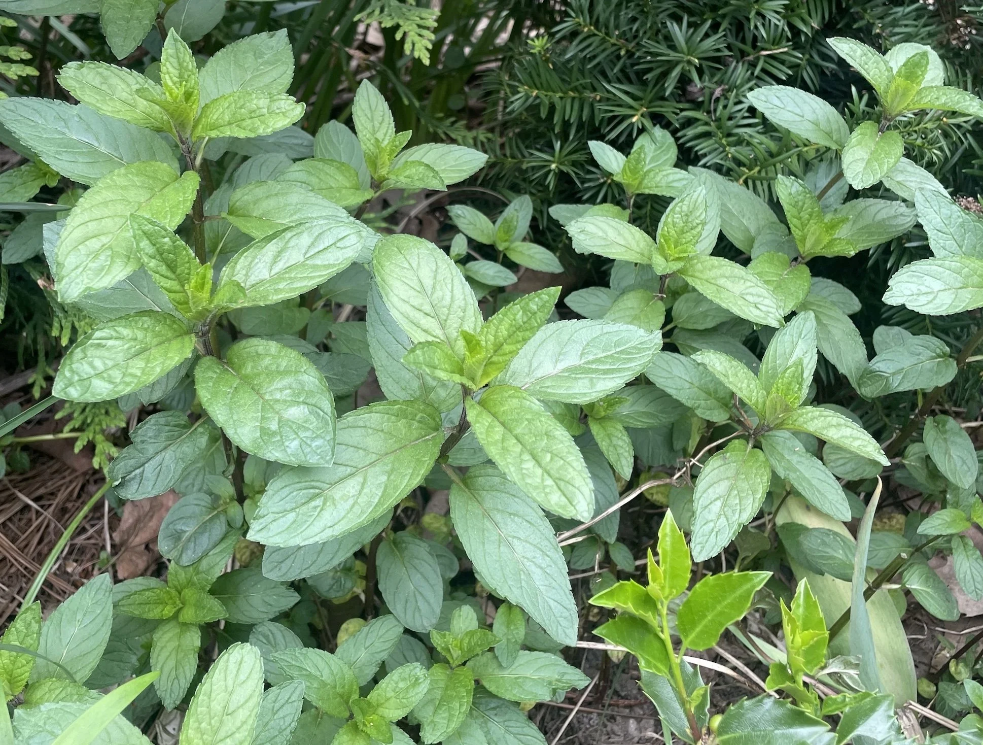 Started a Garden, Ended Up With Weeds? Here's What Actually Thrives Anyway