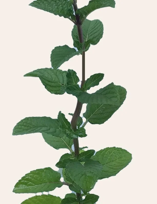 citrus_processed.jpg