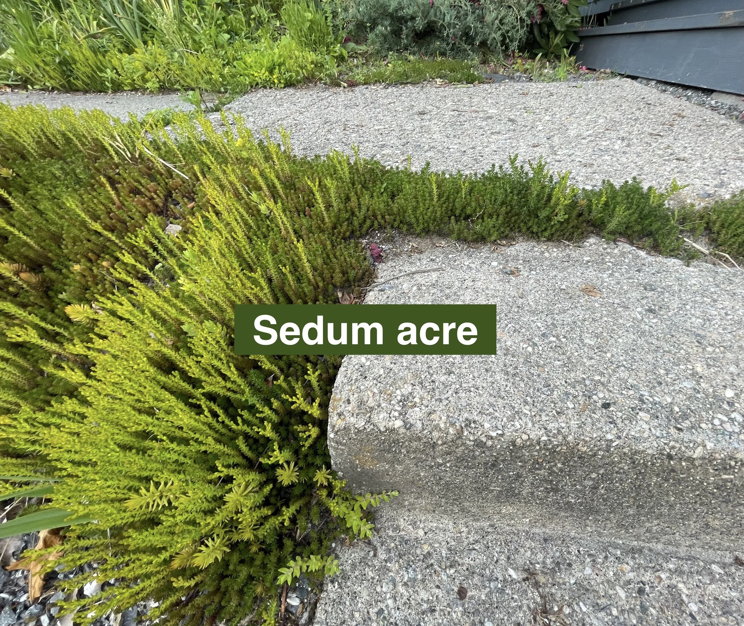 sedum-acre-label.jpeg