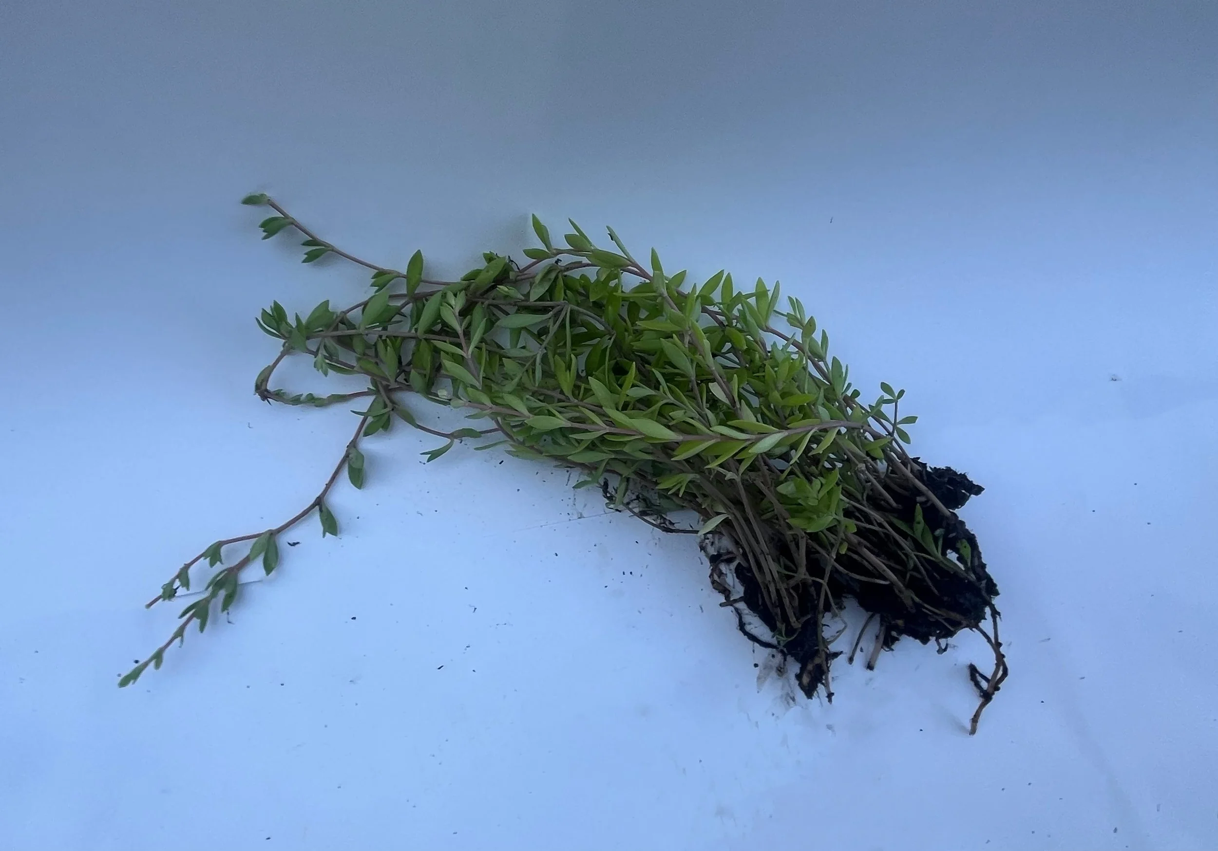 stringy-stonecrop-onwhite-crop.jpg