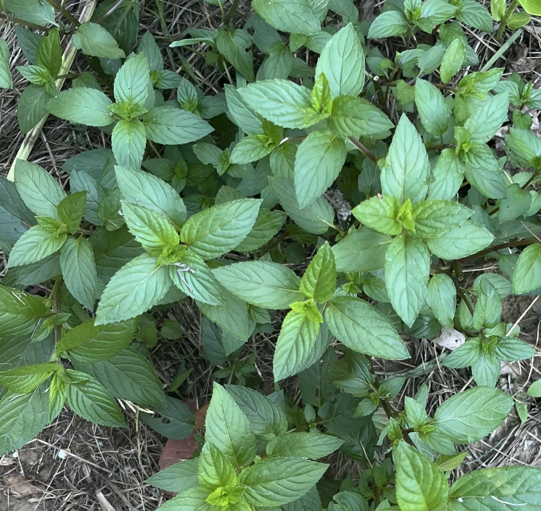 peppermint plant close up showing dark green leaves
