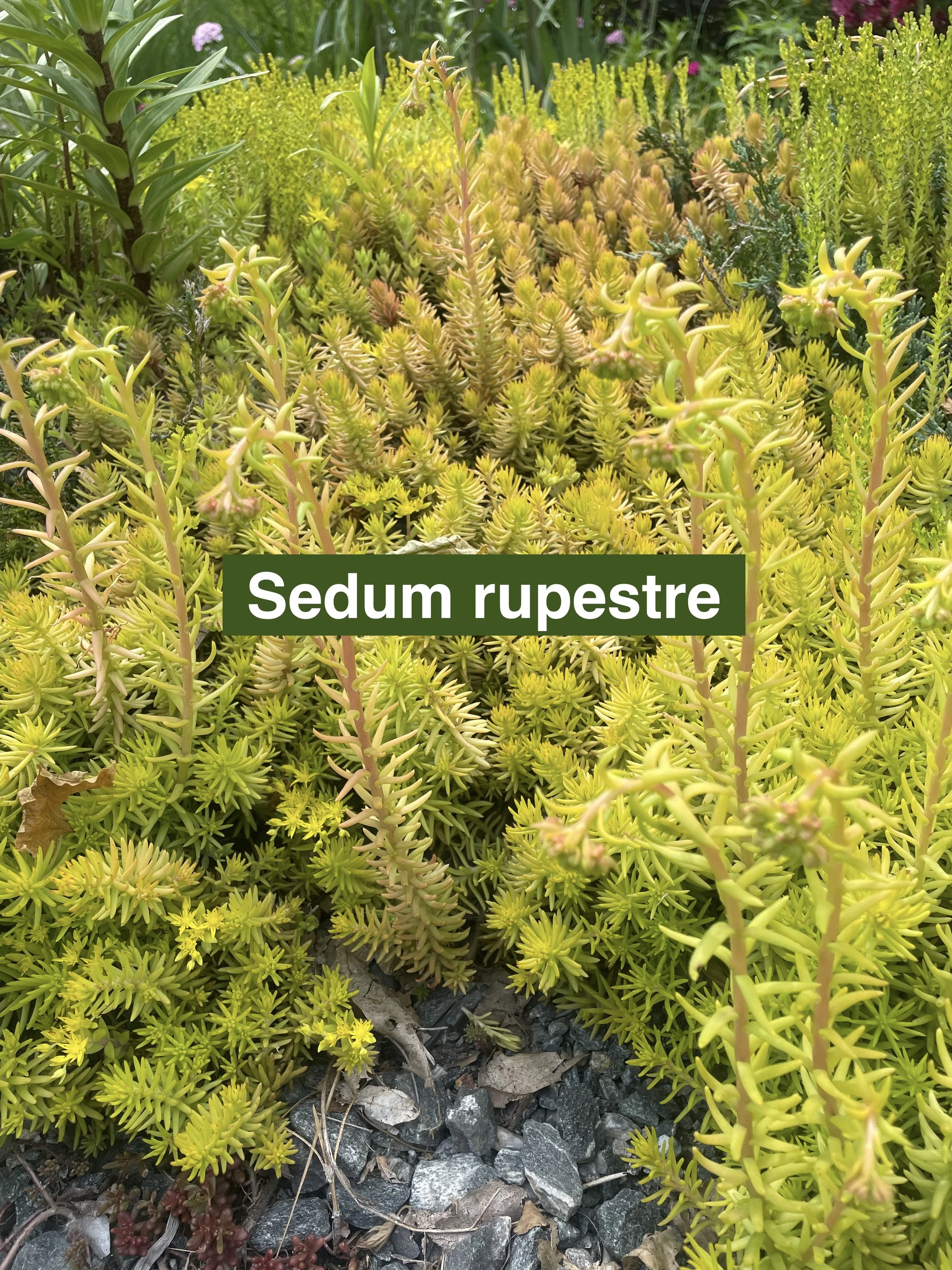 sedum-rupestre-label-3.jpeg
