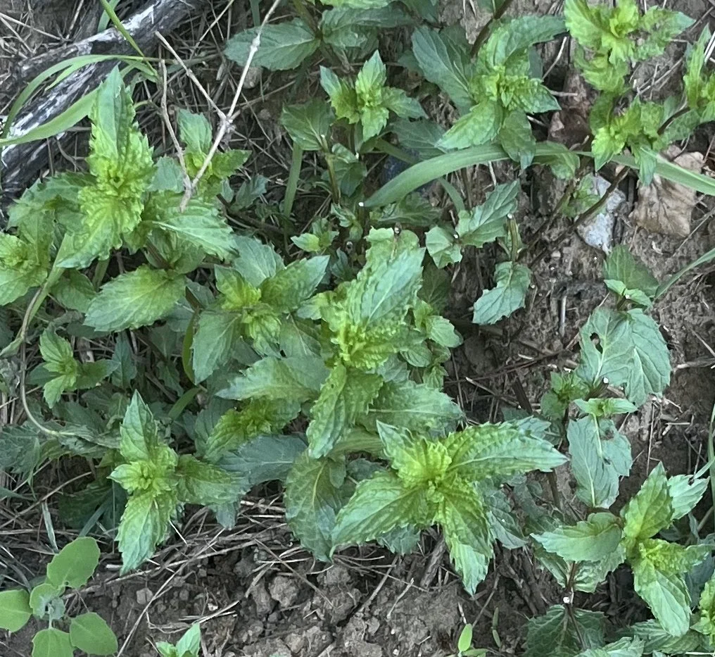 spearmint-crop.jpg