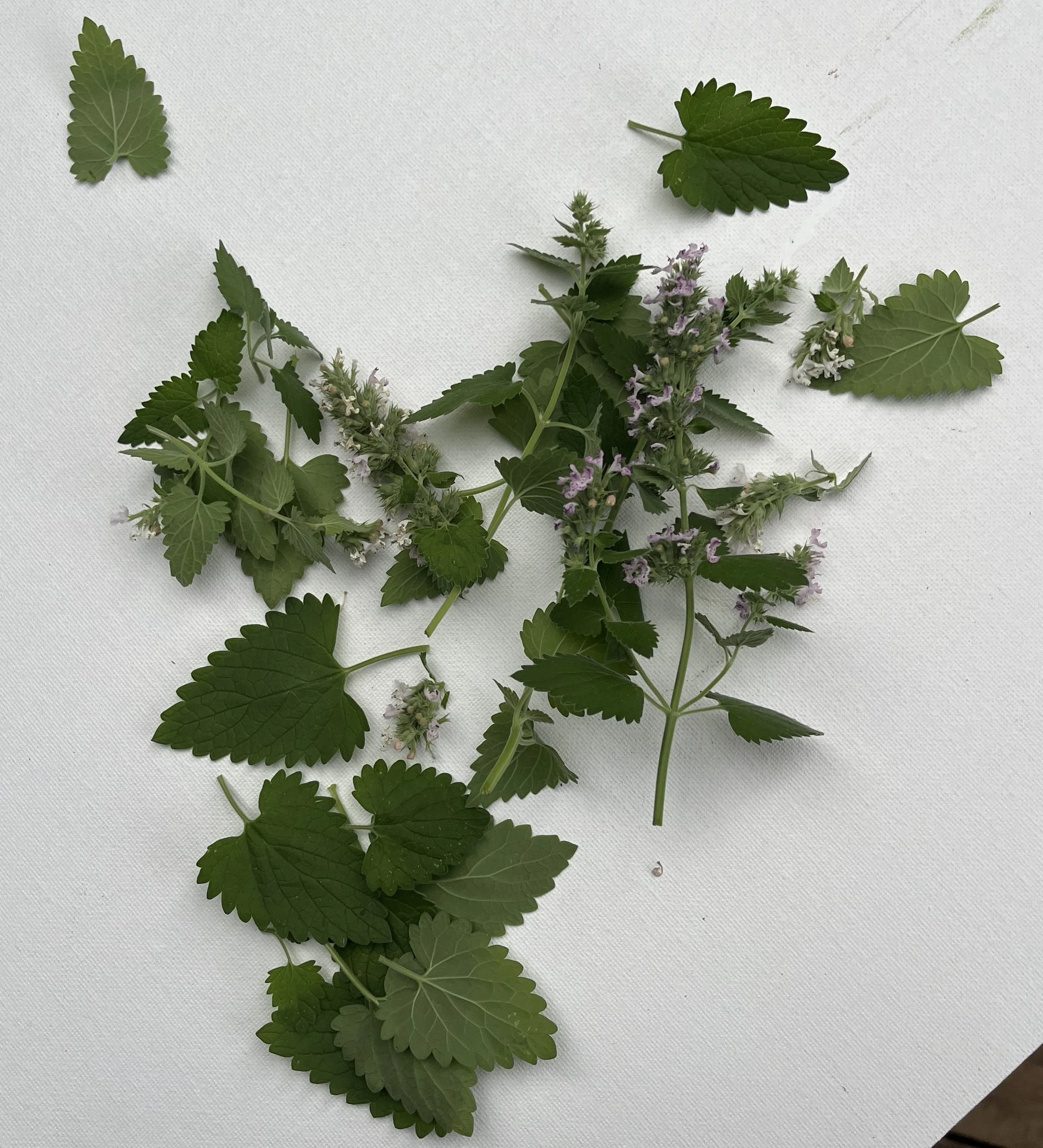 loose-leaf.jpg