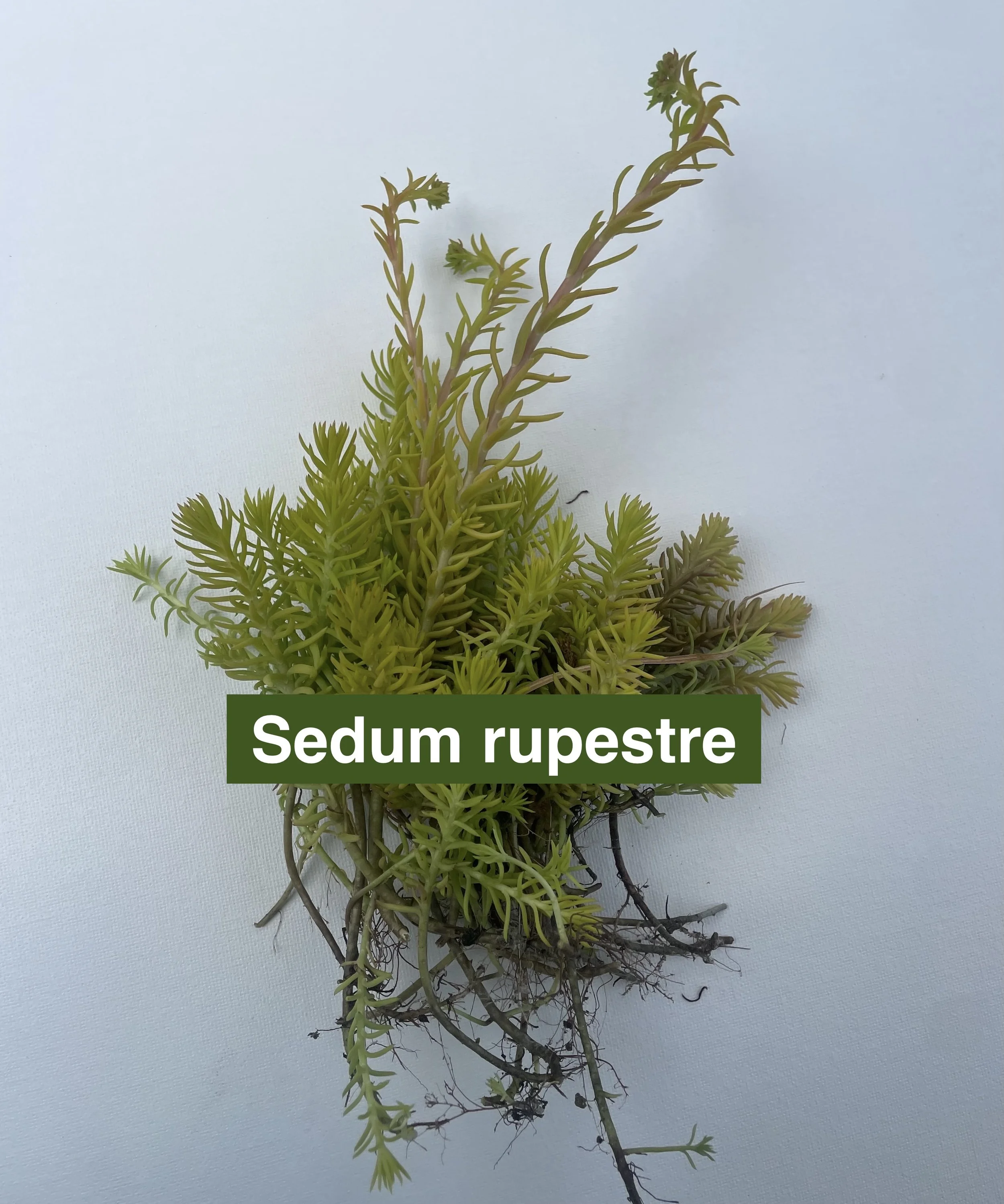 sedum-rupestre-label.jpeg