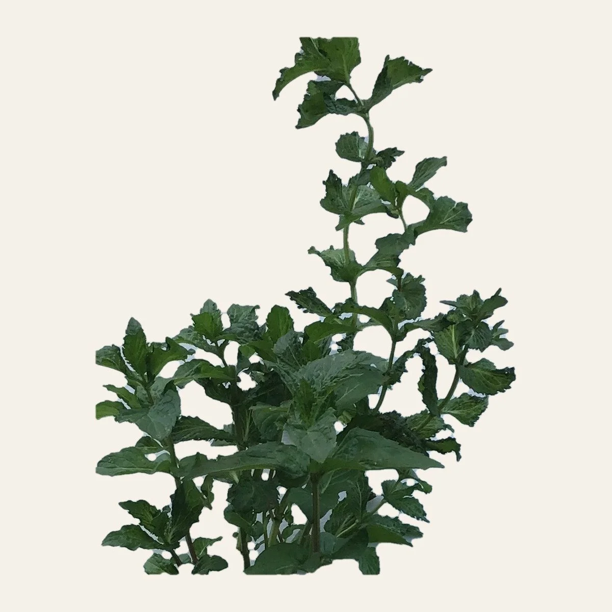spearmint_processed.jpg