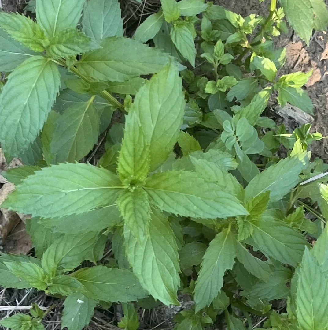 swiss mint closeup showing green elongated leaves
