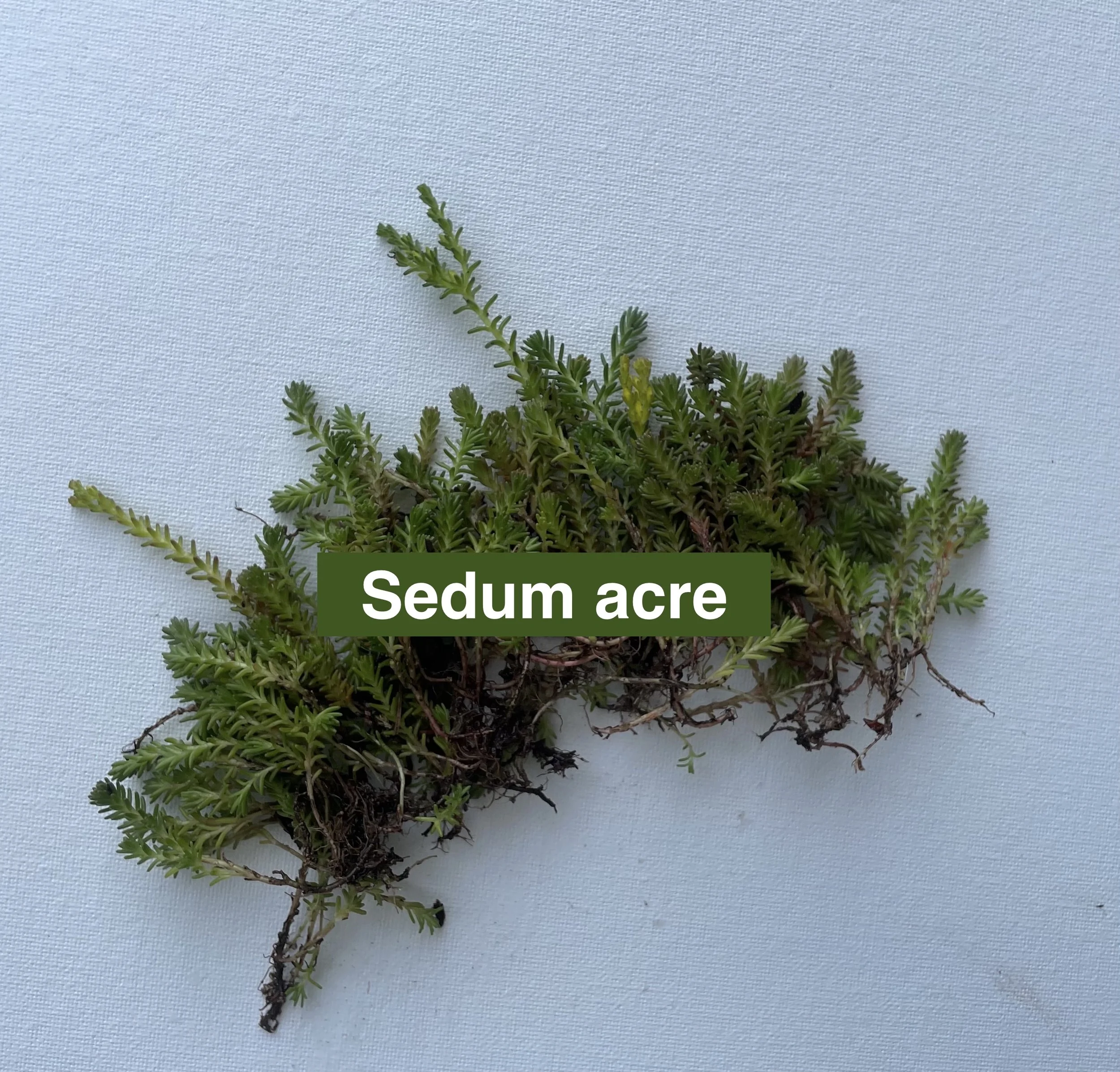 sedum-acre-label-2.jpeg
