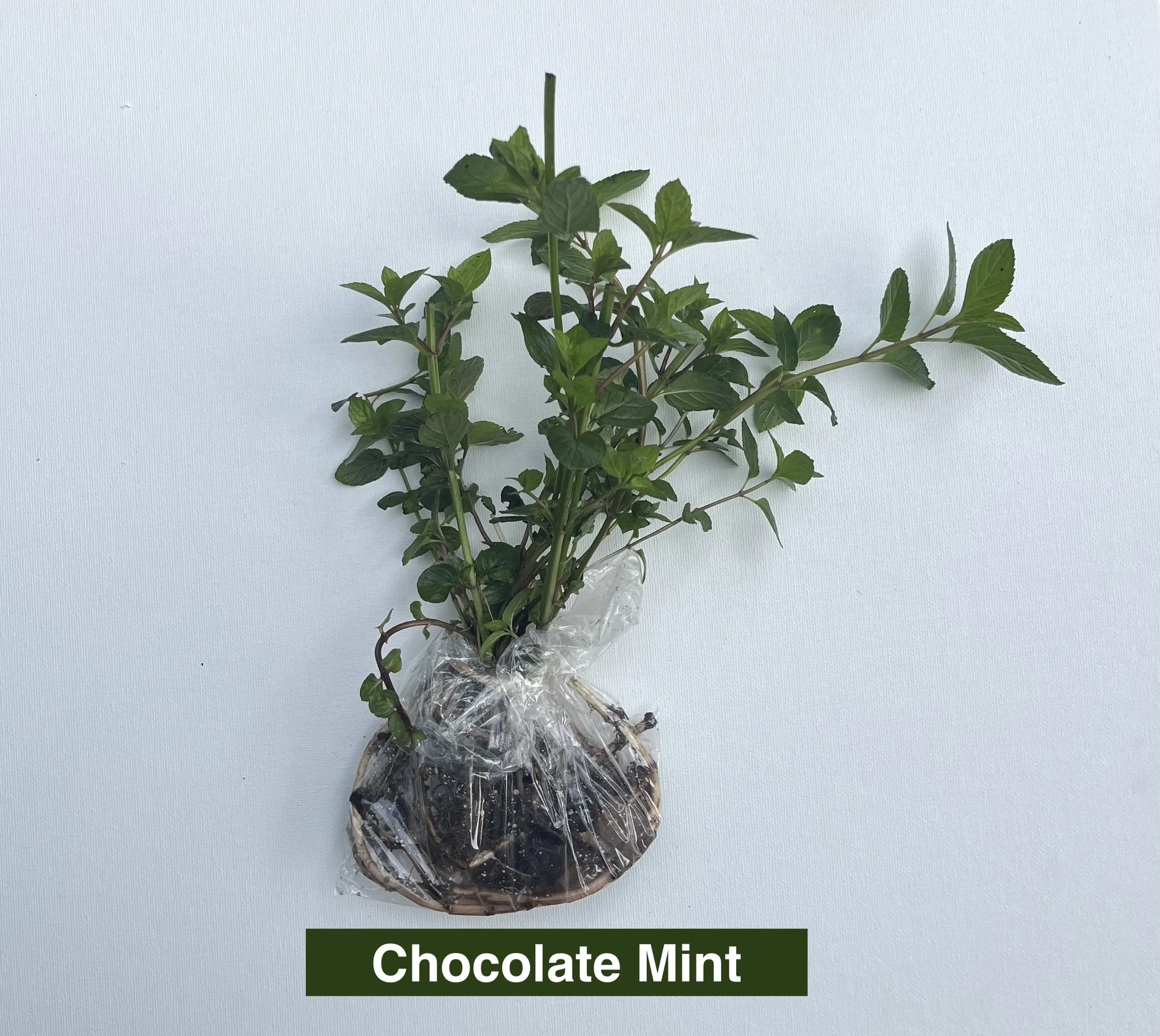 chocolate-mint with roots in plastic bag and stems sticking up