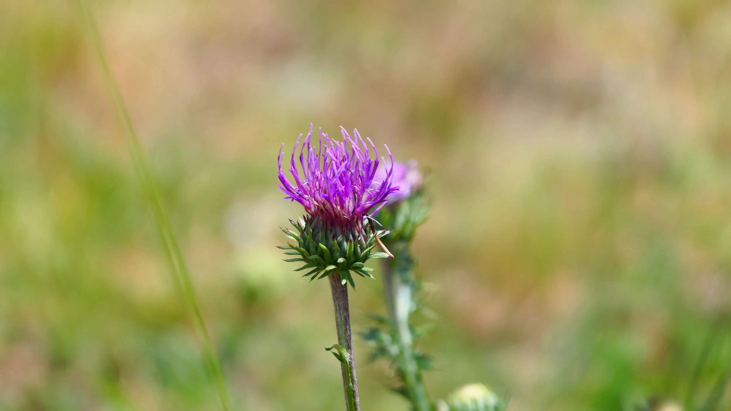 P1013265.JPG