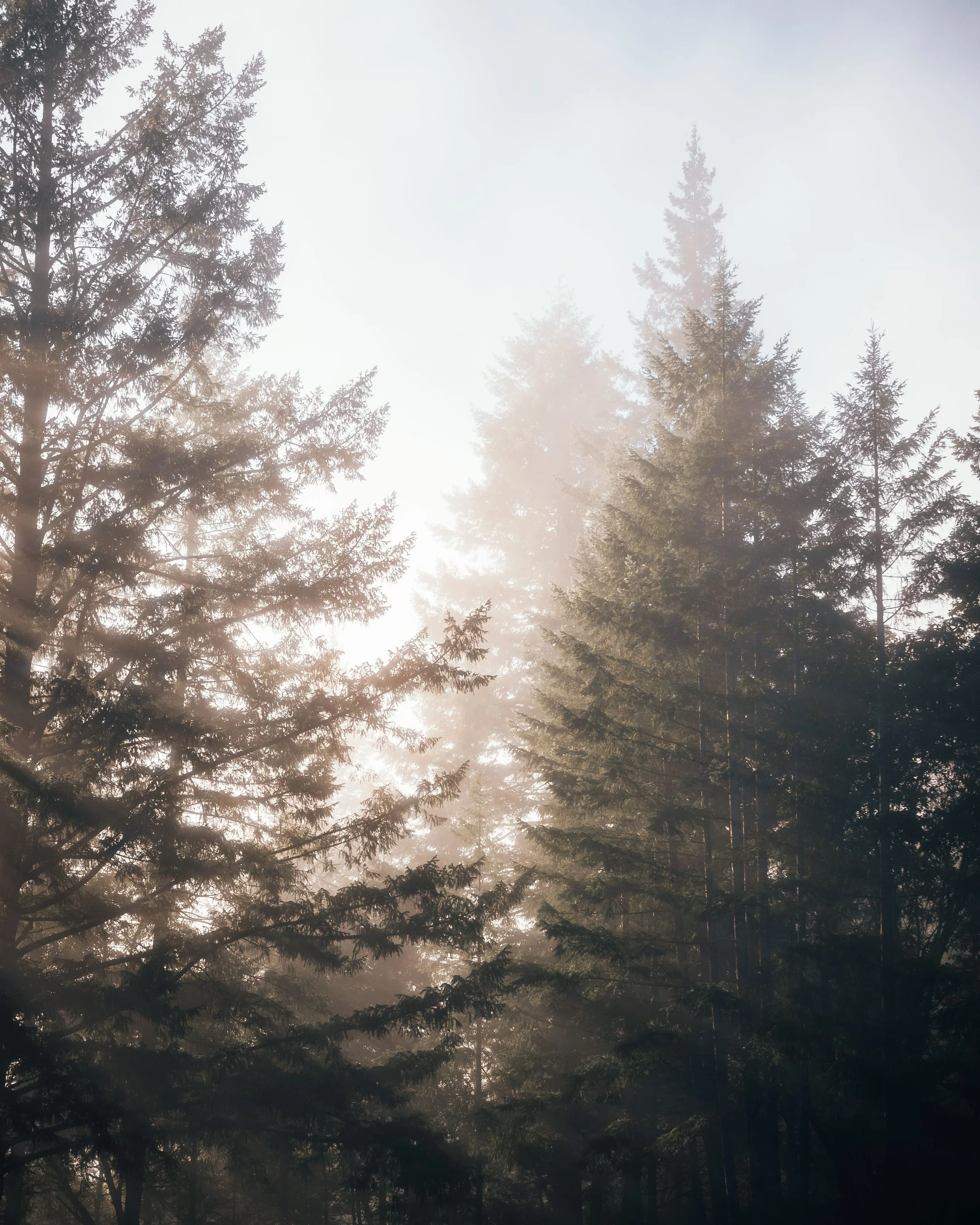 Sunlight streaming through the tall evergreen trees in a foggy forest.