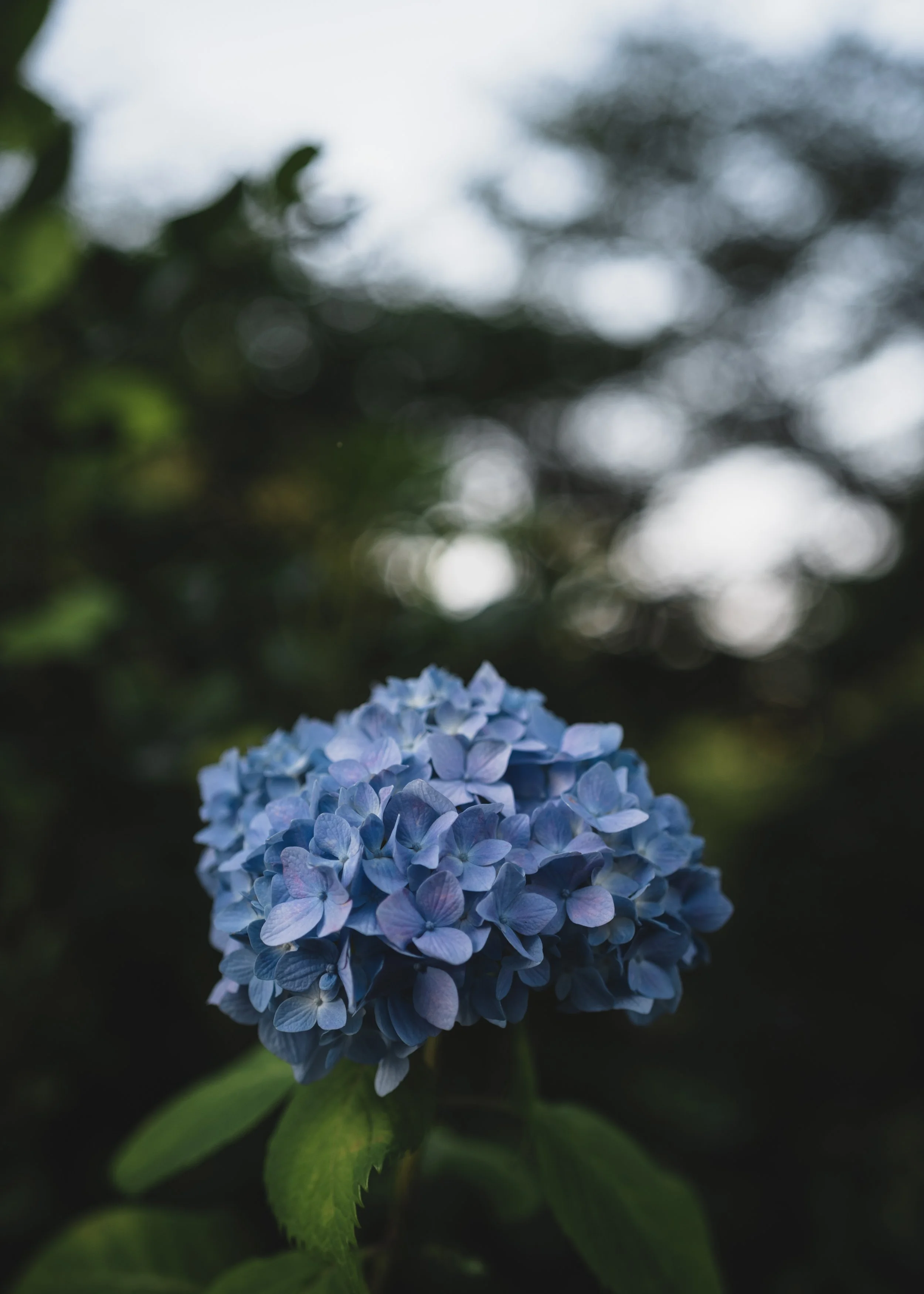 青色のアジサイの花と緑の葉。不鮮明な背景の中に花が中心に写っている