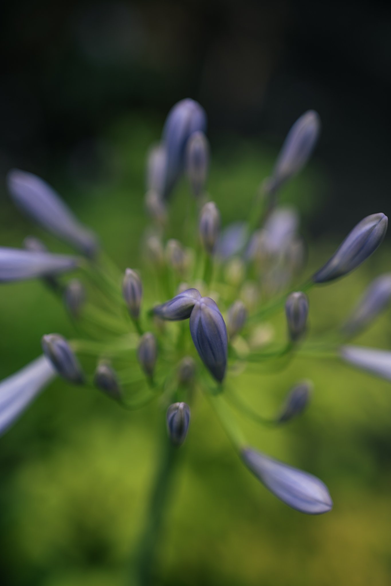 紫色の花のつぼみが集合したクローズアップ写真