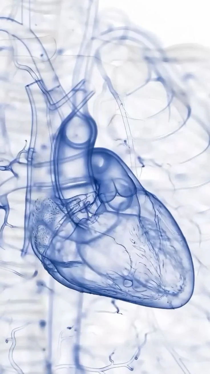 Blue-tinted medical illustration of the human heart and major blood vessels