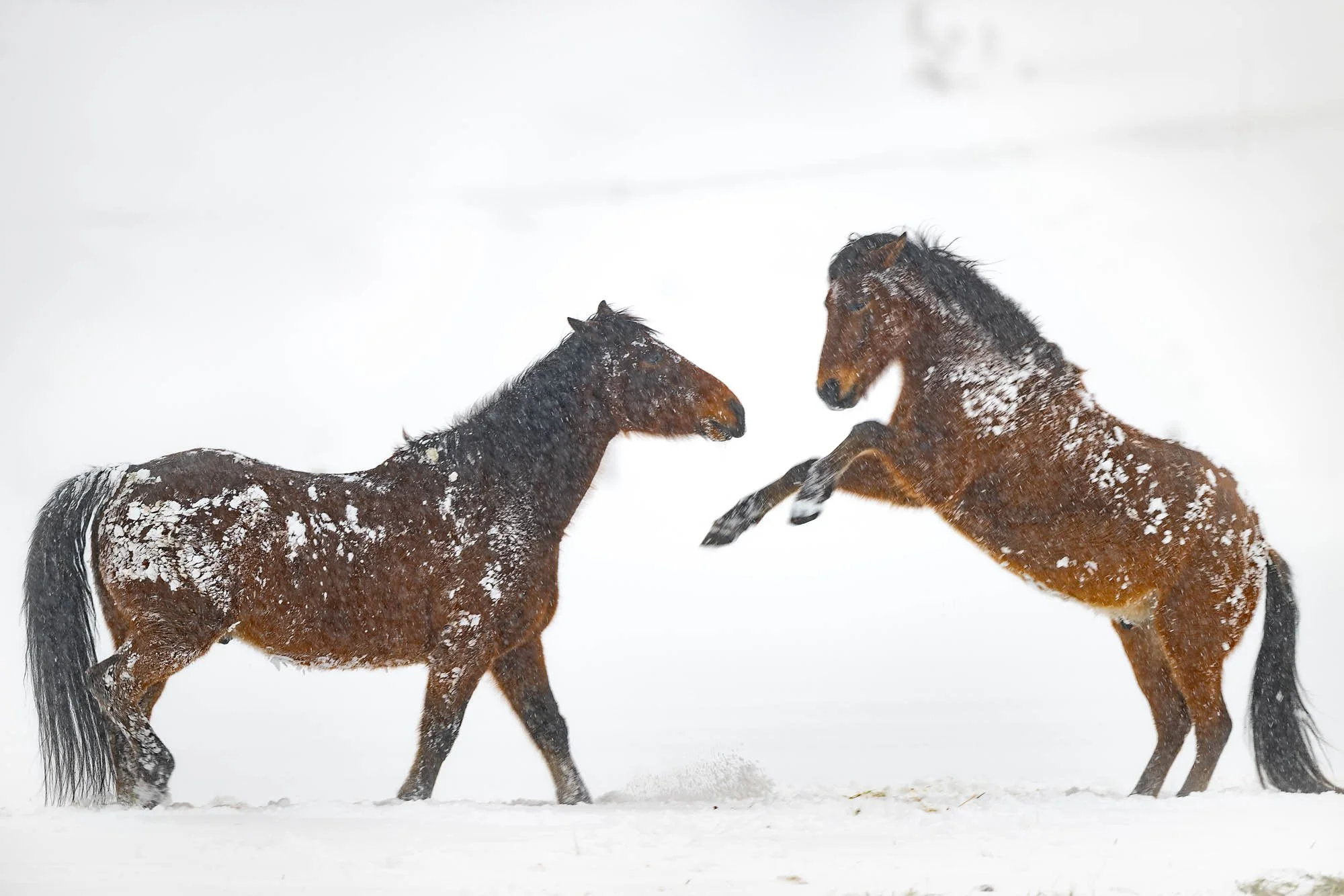 Two brown horses with black manes and tails are playing or sparring in a snowy landscape.