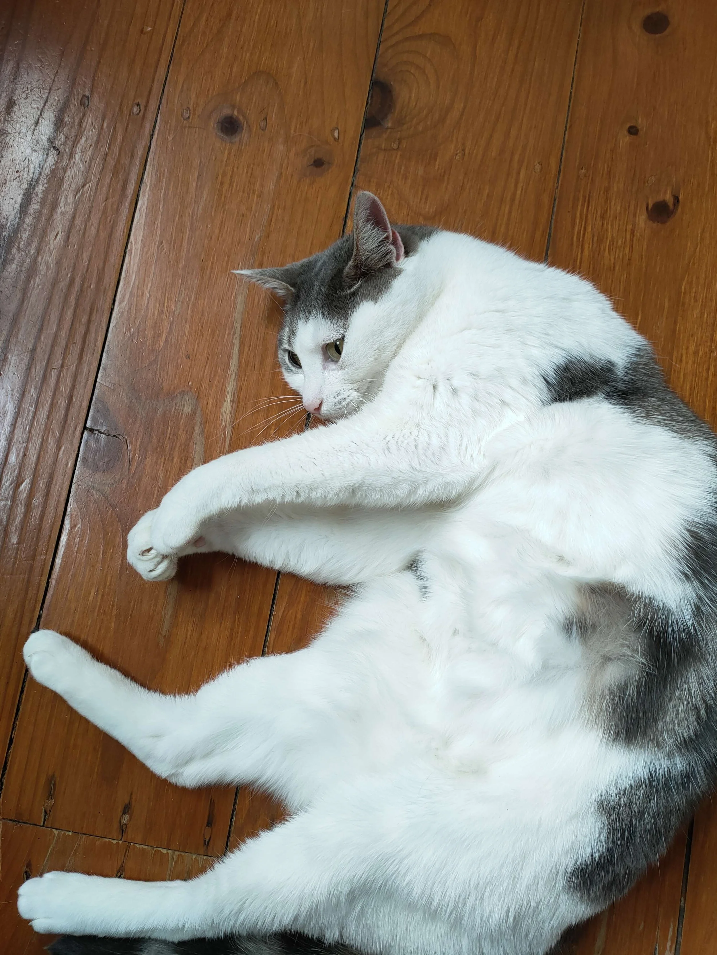 A white and gray cat lying on a polished wooden floor.
