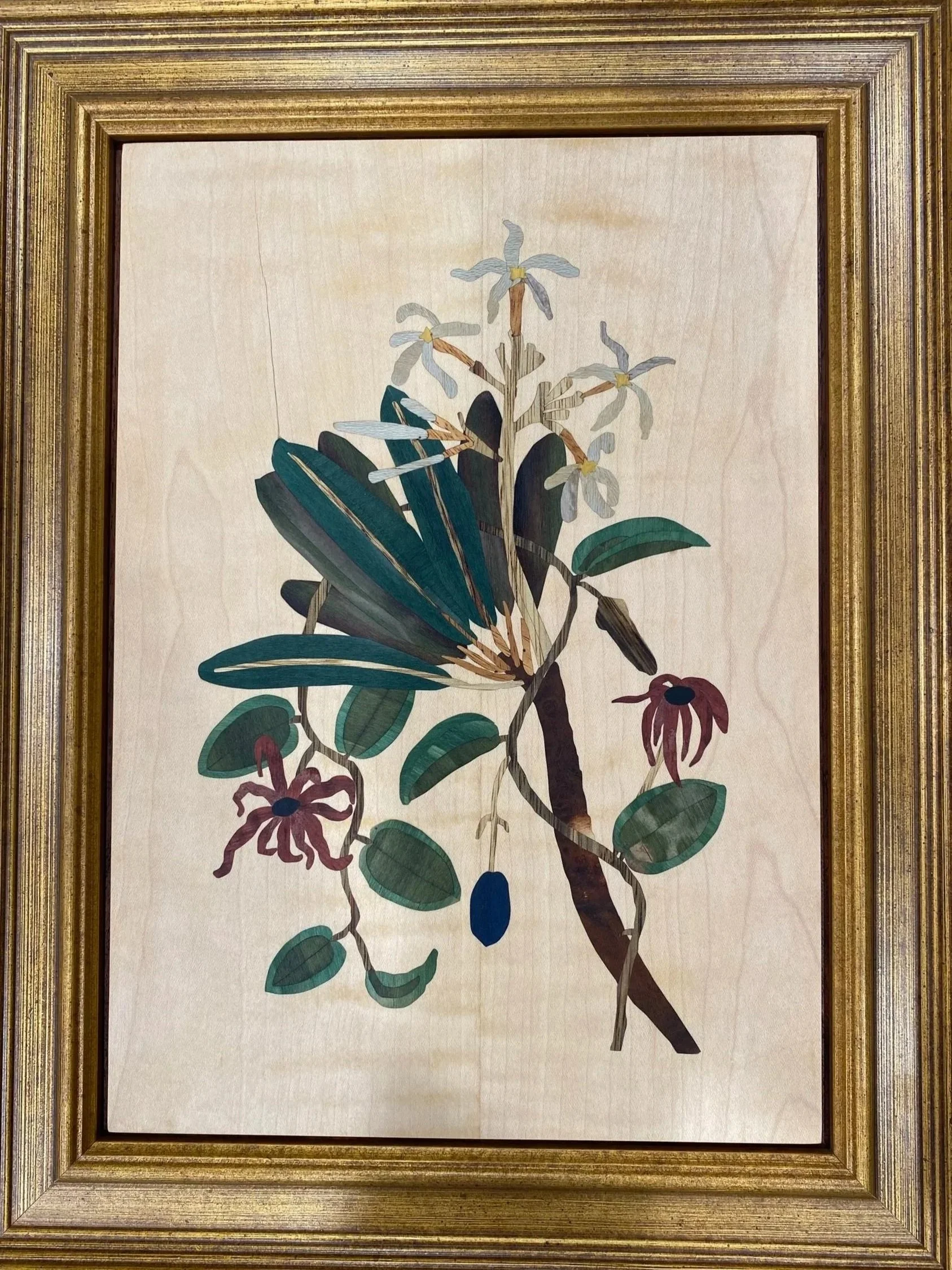 White Frangipani, 2024, 12x16", Wood and Dyed Veneers, Inspired by Mark Catesby