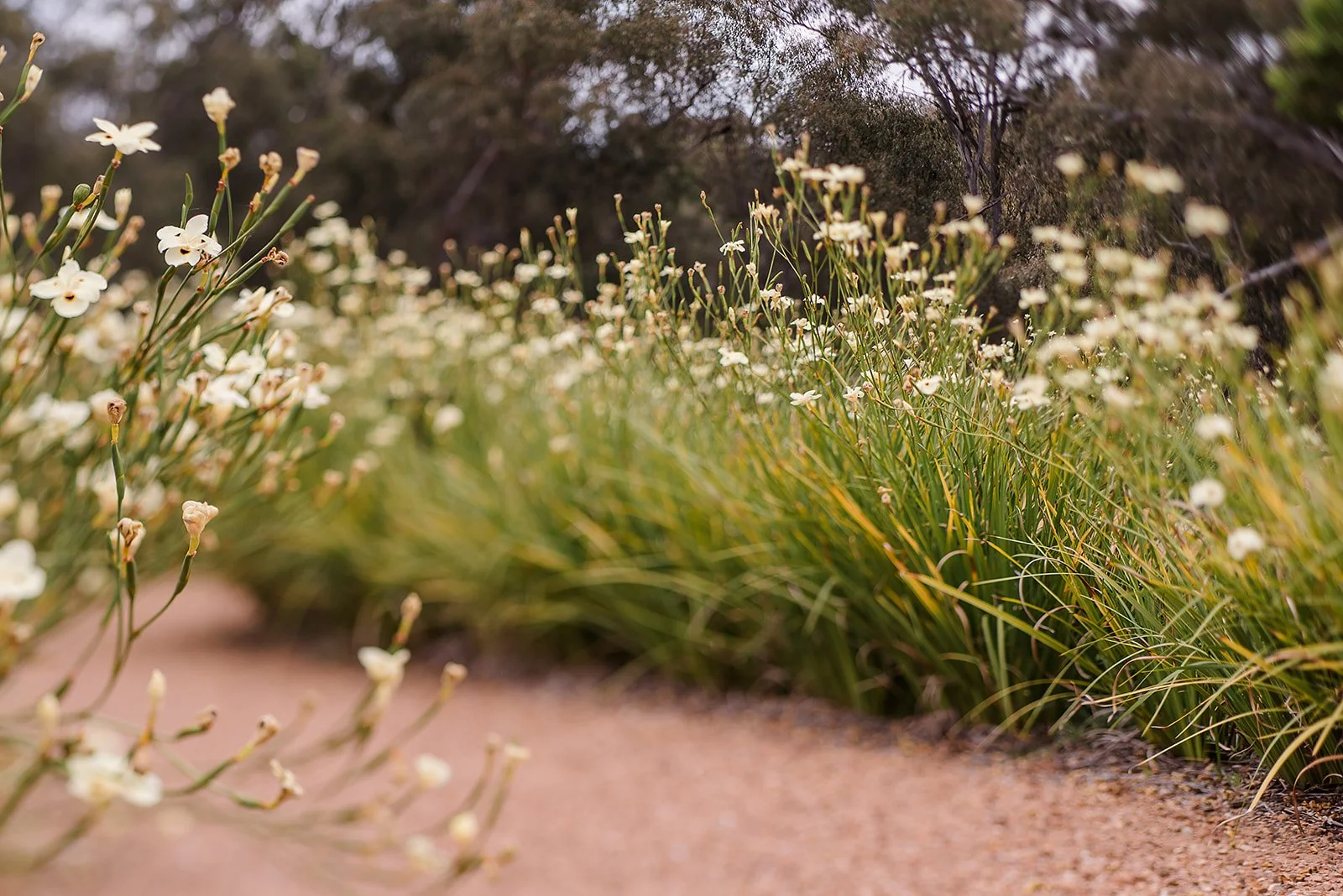 Curving garden path bordered by flowering plants photographed to showcase landscape design and movement through the space.