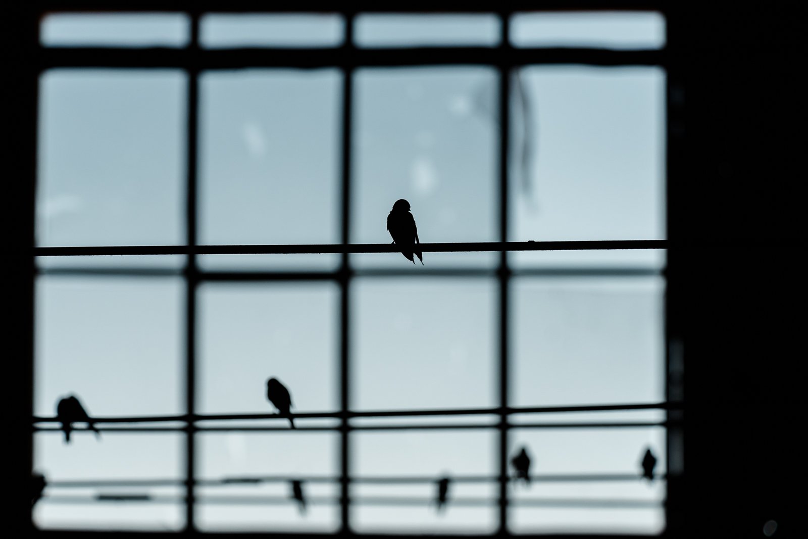 Birds silhouetted against the windows inside the Mungo Woolshed