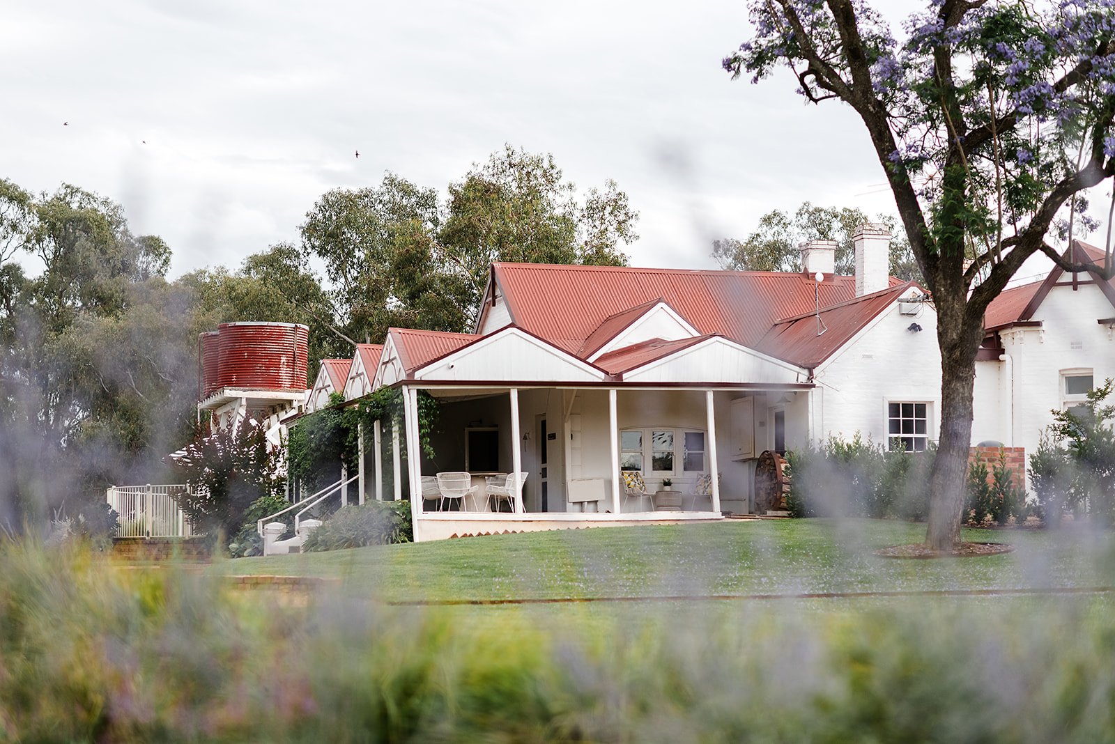 Landscape garden photography showing flowering Russian Sage in the foreground with the historic Quondong homestead in regional Victoria.